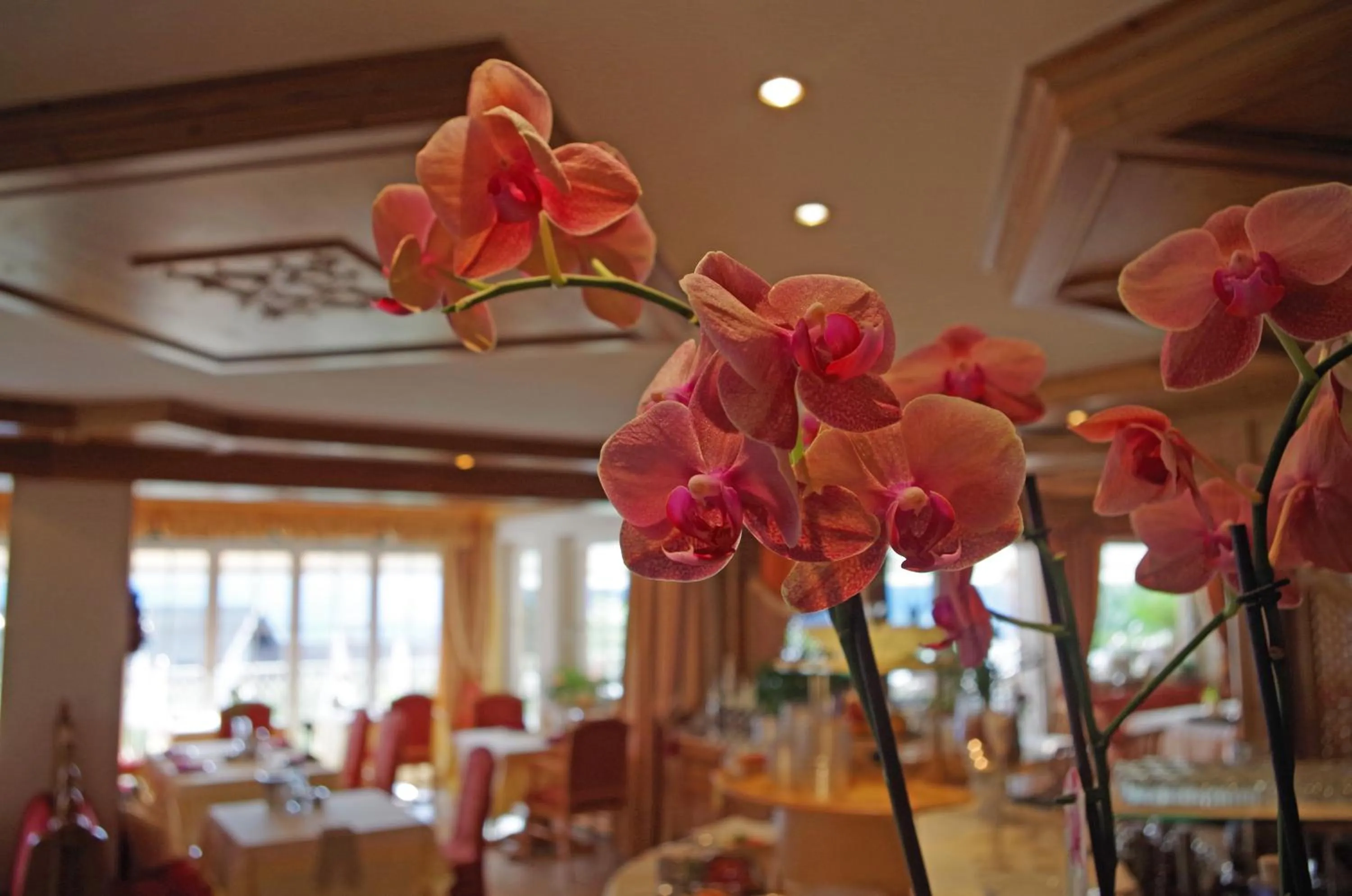 Restaurant/places to eat in Hotel Bergland