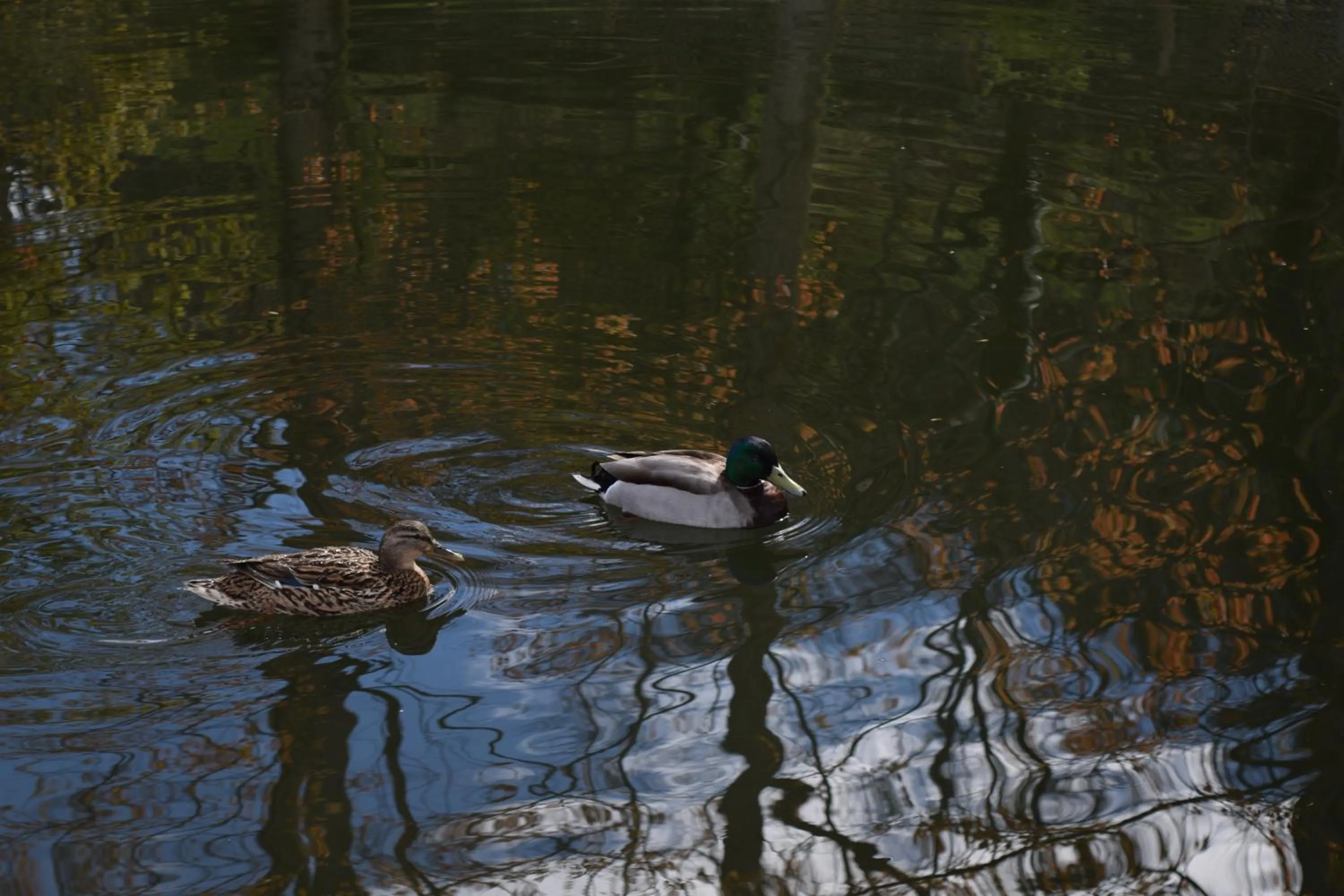 Day in Quinta Do Crestelo Aparthotel