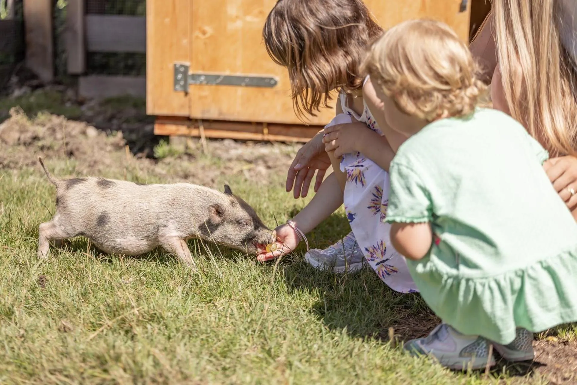 Animals in 4*S Galtenberg Resort