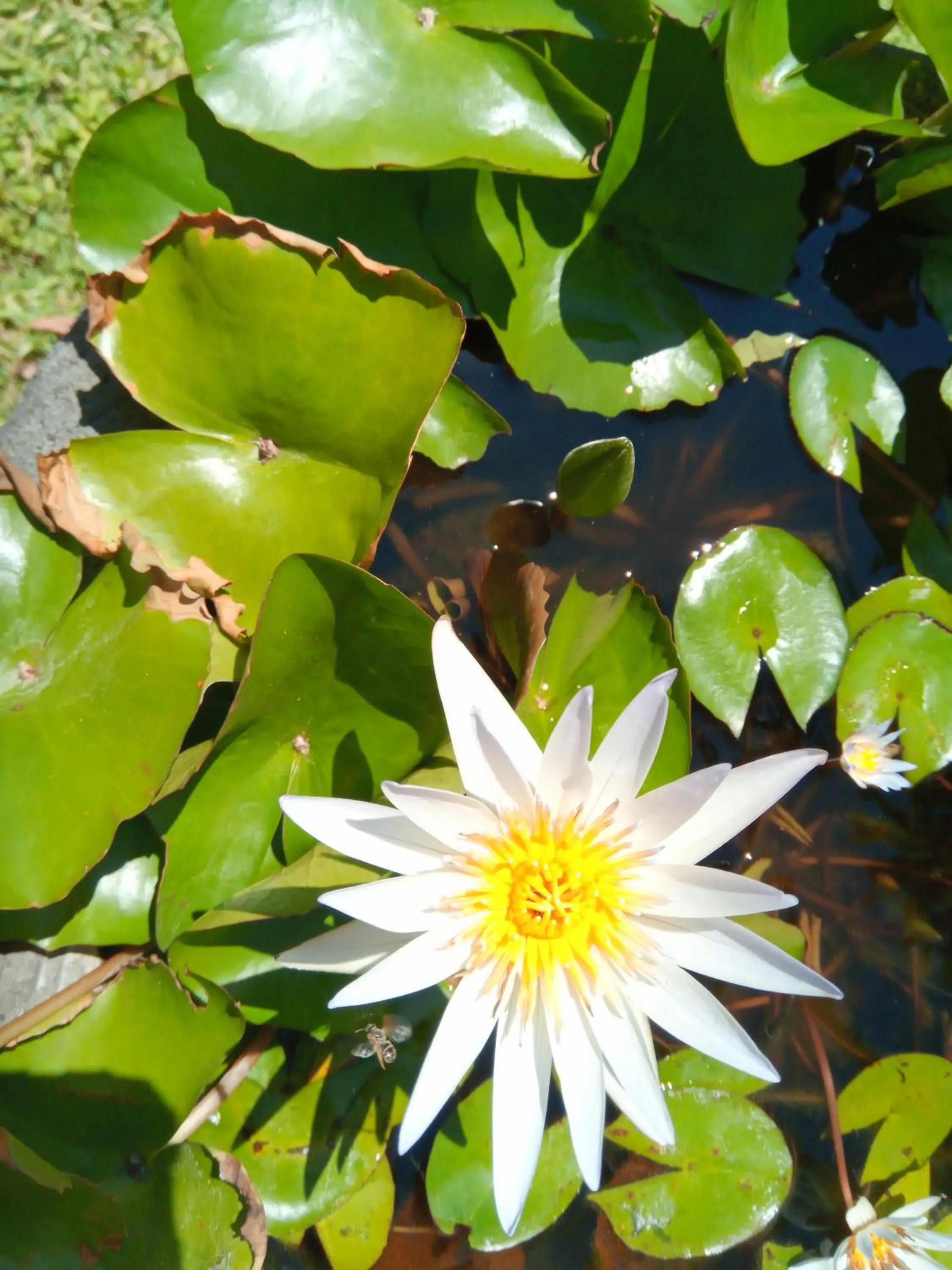 Garden view in TEGAL SARI, Pemuteran- North Bali