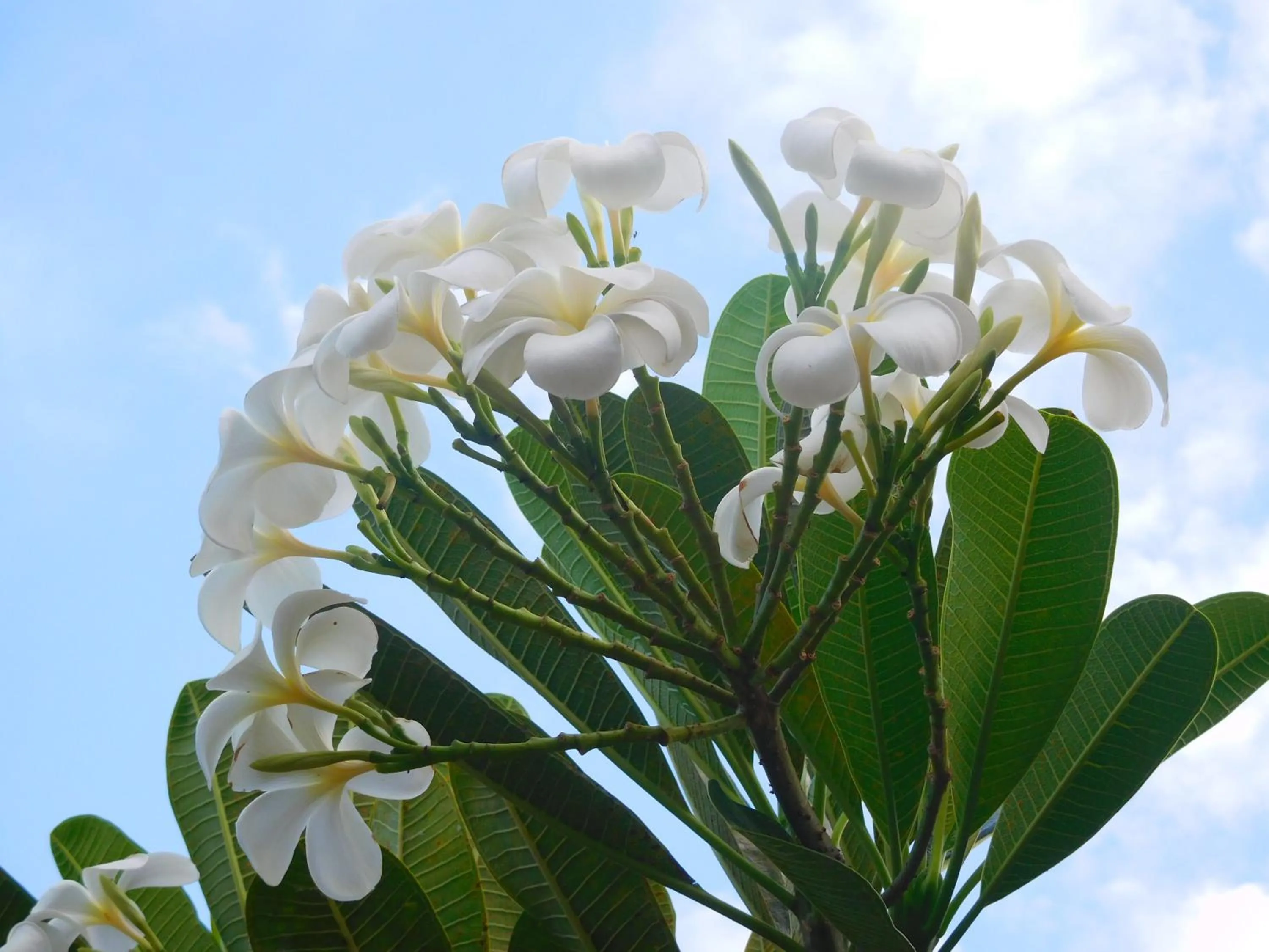 Day in TEGAL SARI, Pemuteran- North Bali