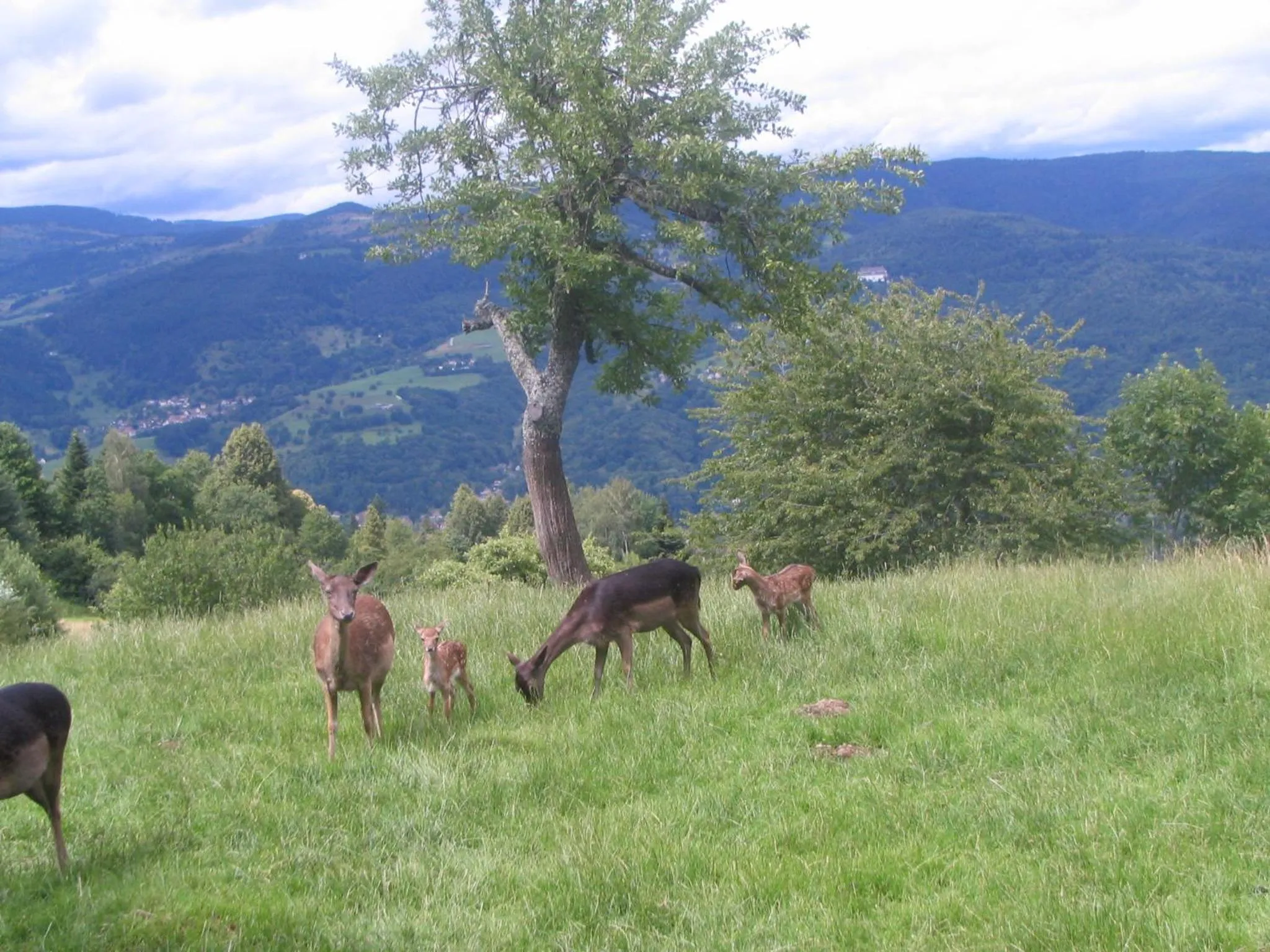 Day in Auberge Obersolberg