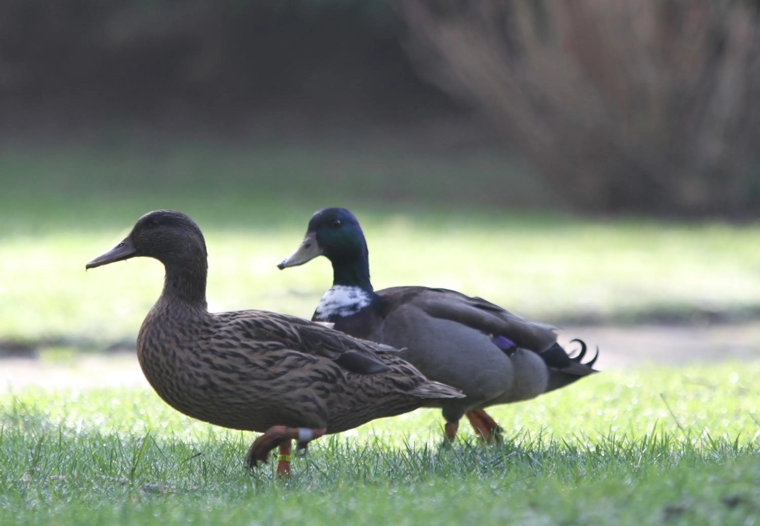 Garden in Hôtel-Spa-Piscine Le Petit Castel Beuzeville-Honfleur
