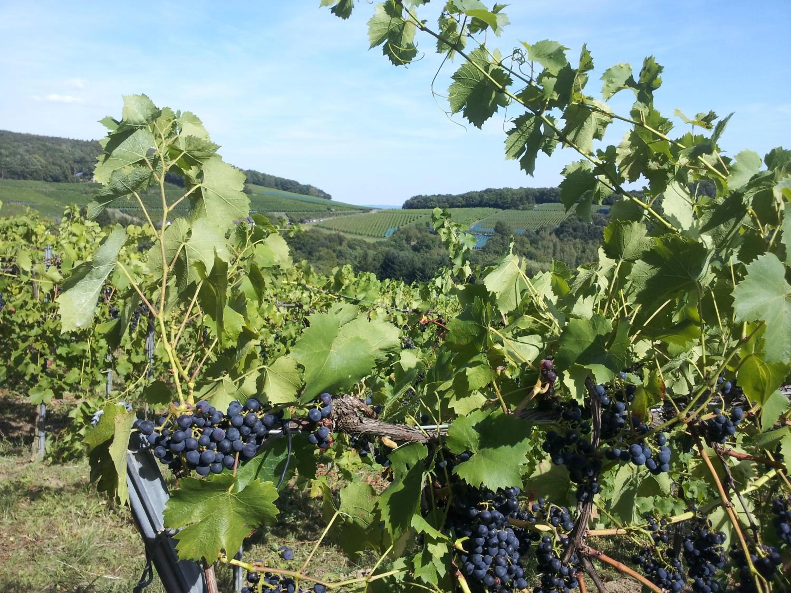 Natural landscape in Aparthotel am Kurpark