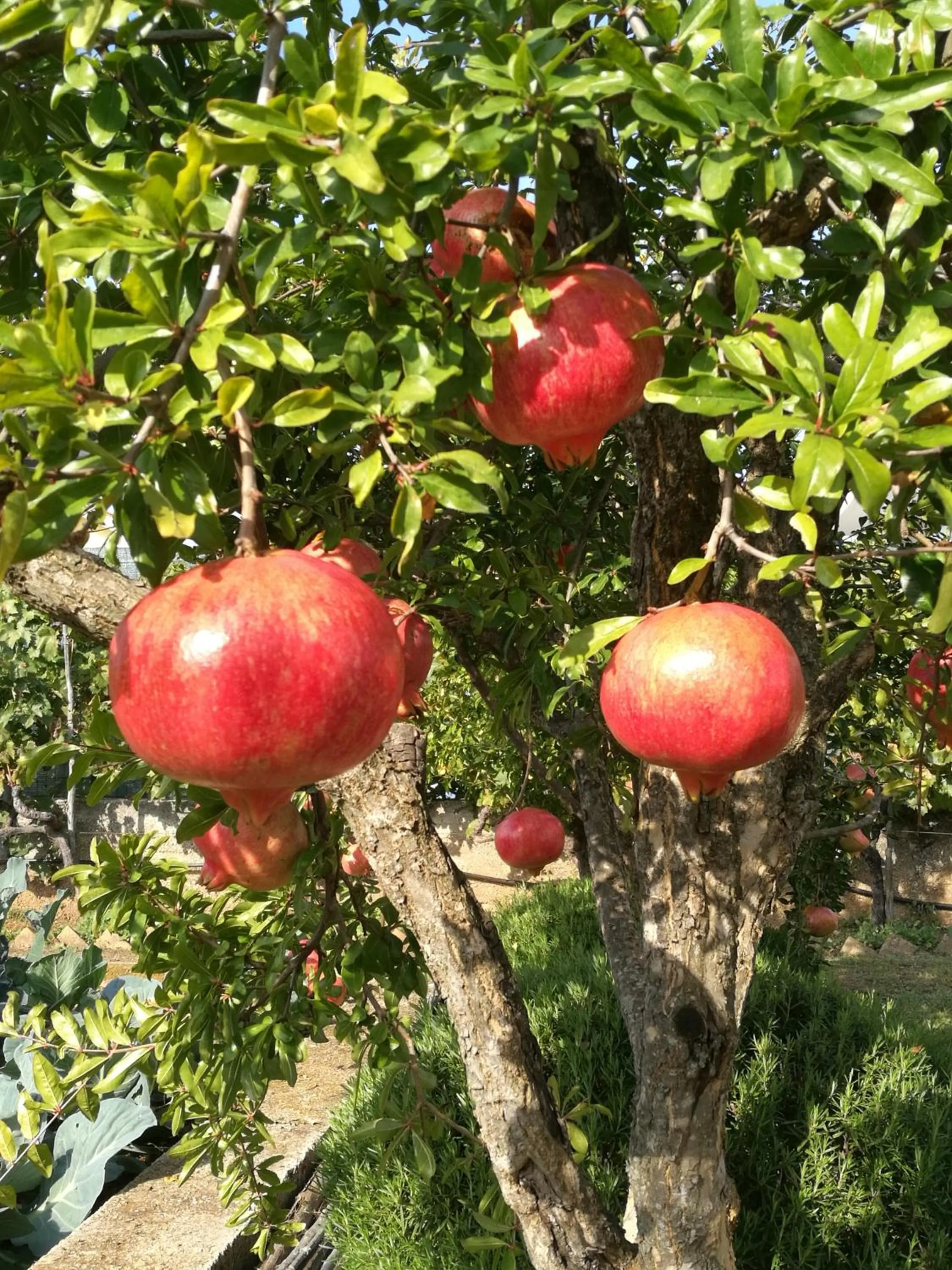 Natural landscape in Guesthouse Villa DomeNico