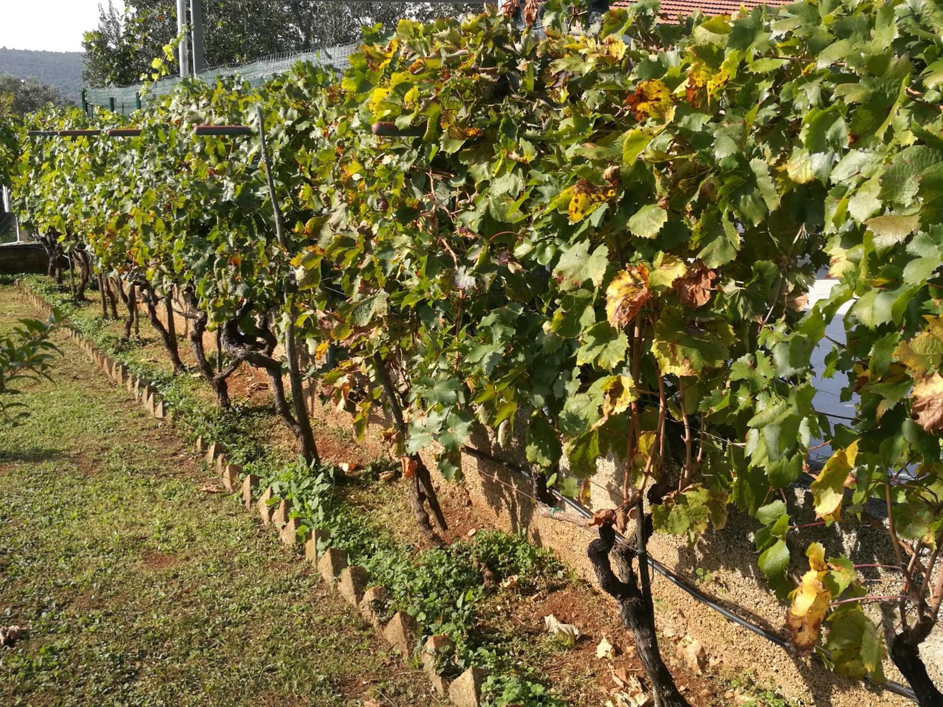 Natural landscape in Guesthouse Villa DomeNico