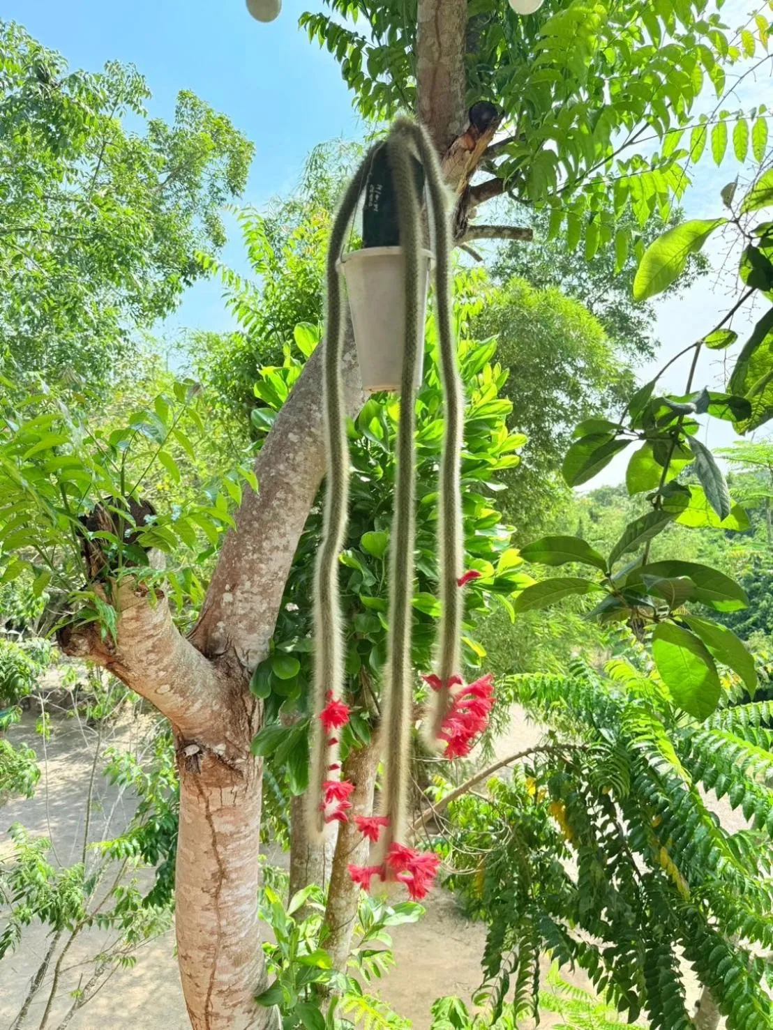 Garden in Baan Suan Hill Resort