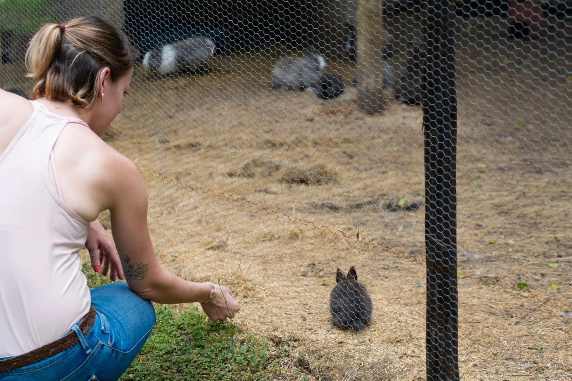 Animals in Gooderson Natal Spa Hot Springs Resort