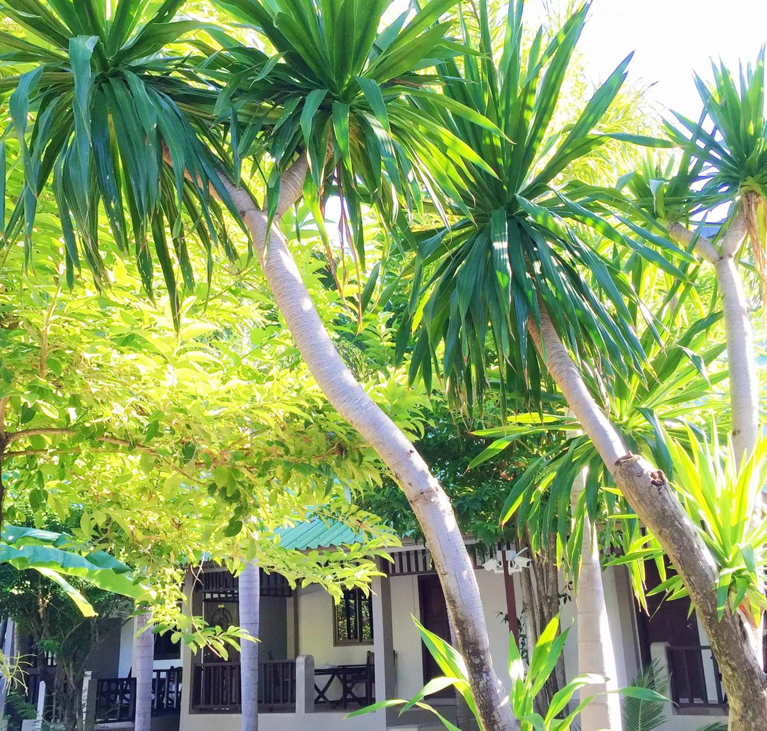 Garden in Lamai Inn 99 Bungalows