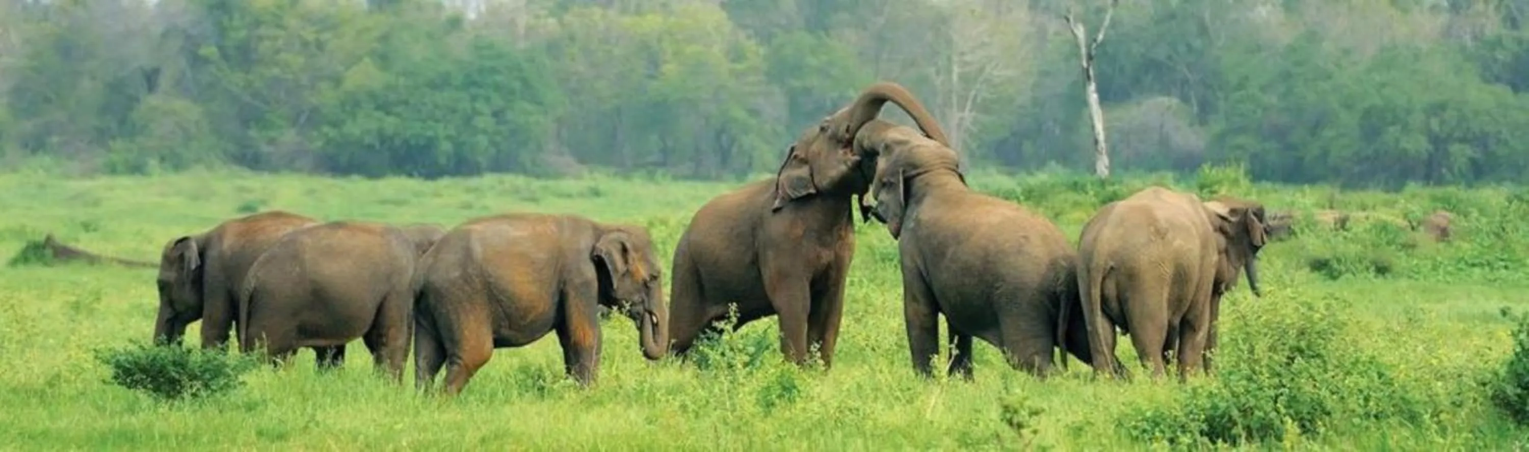 Nearby landmark in Hotel Elephant Reach