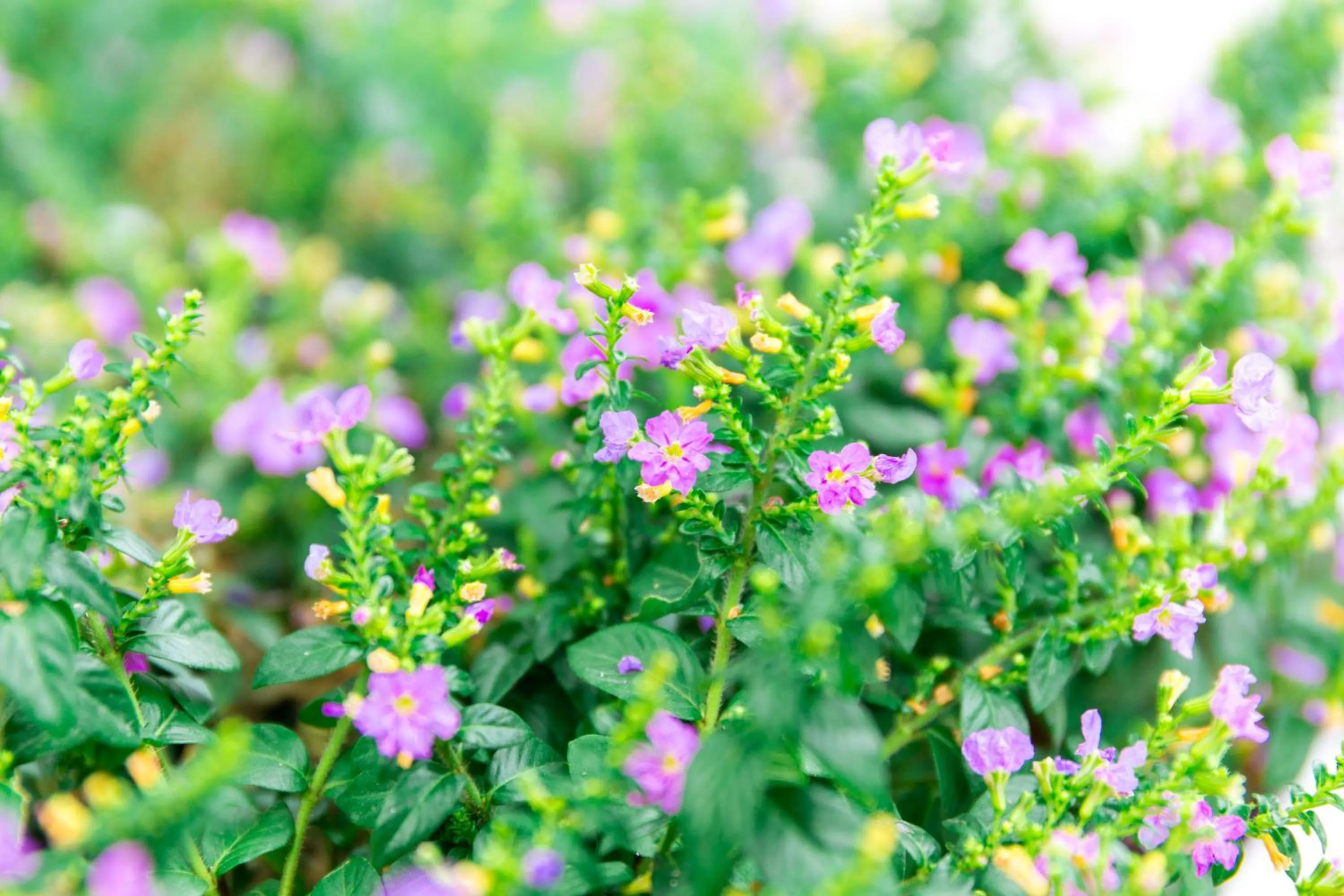 Lilac Relax-Residence