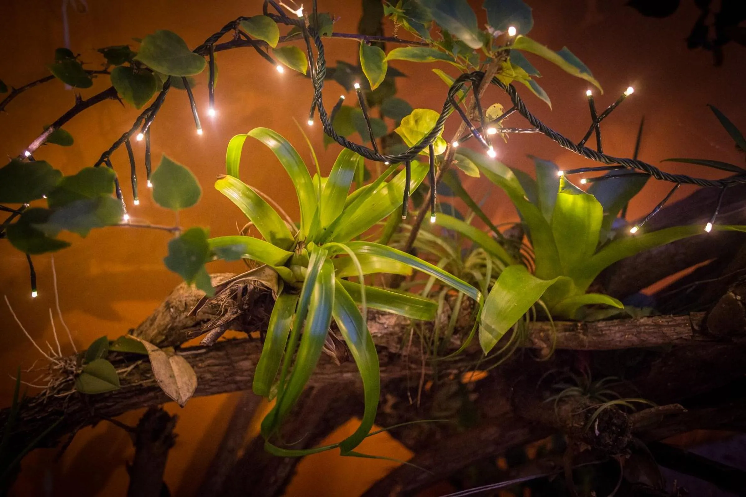 Off site in Casa Loritos