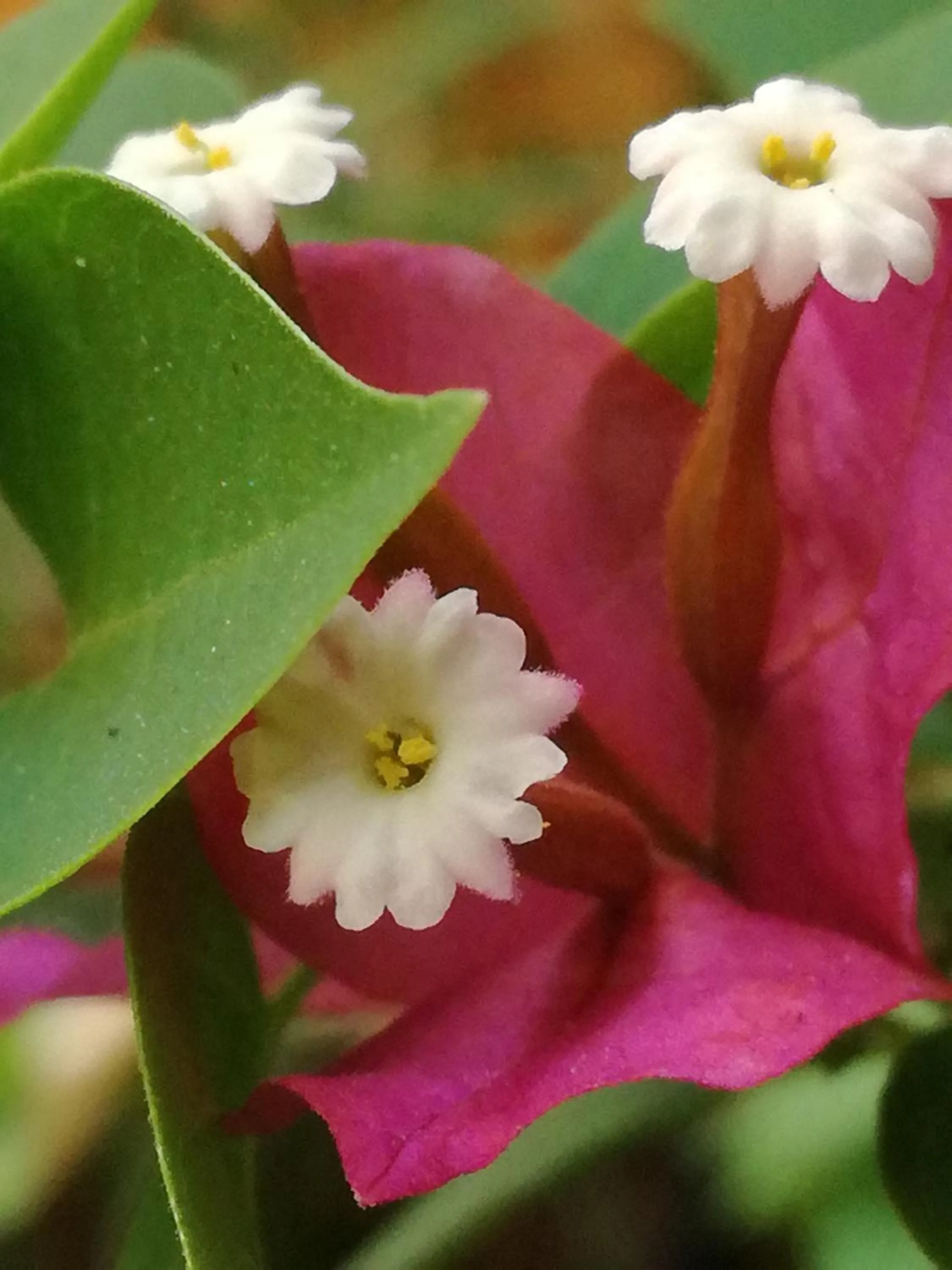 Spring in Casa Loritos