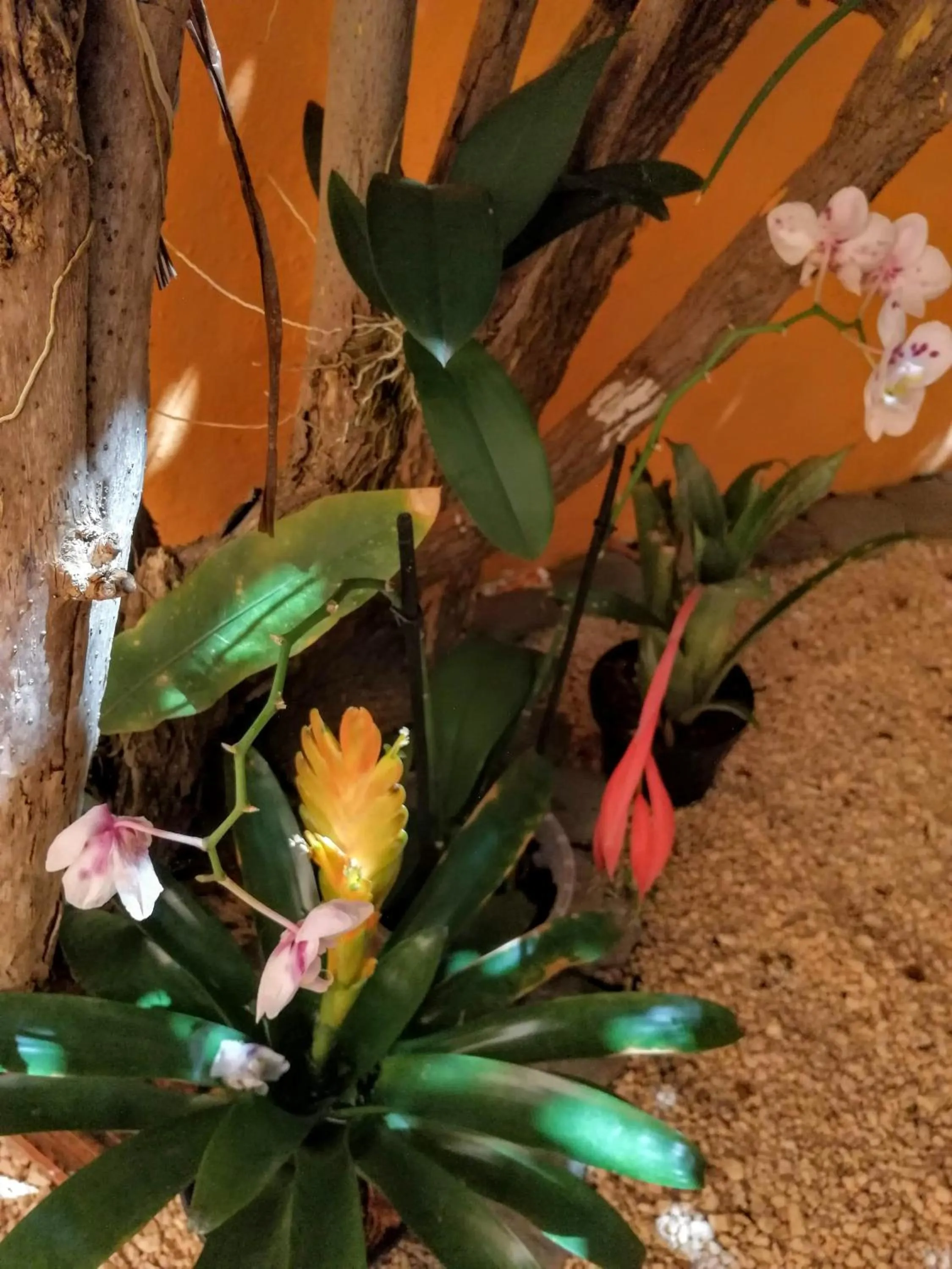 Spring in Casa Loritos