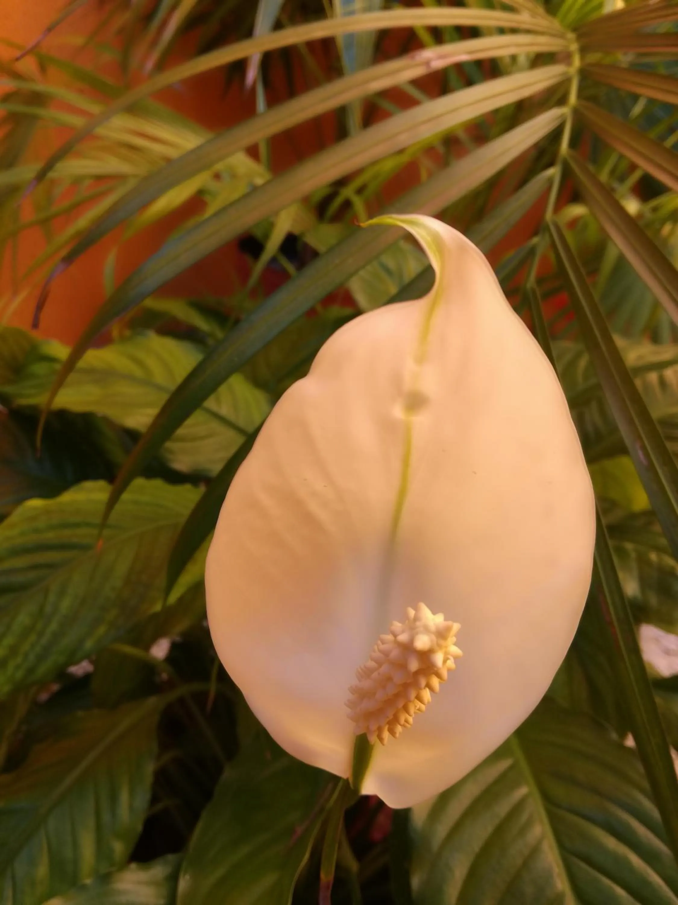 Spring in Casa Loritos