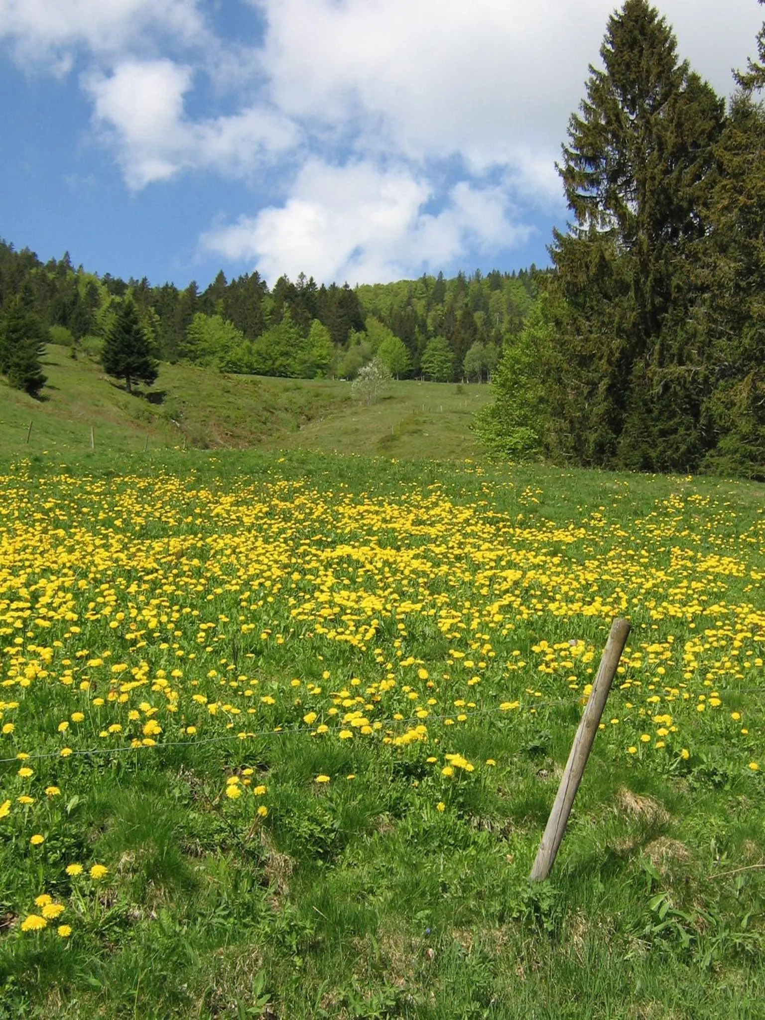 Spring in Berggasthaus Präger Böden