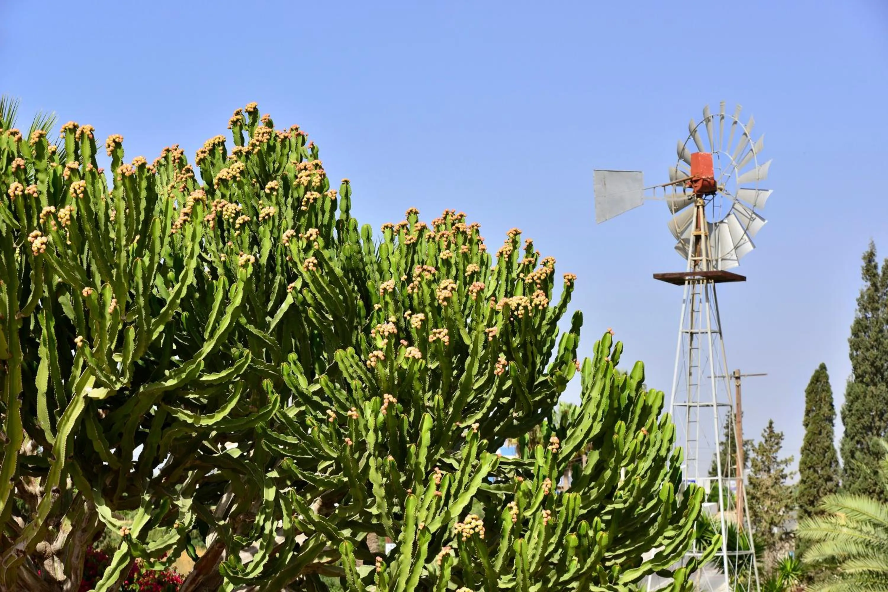 Garden in Napa Prince Hotel Apts
