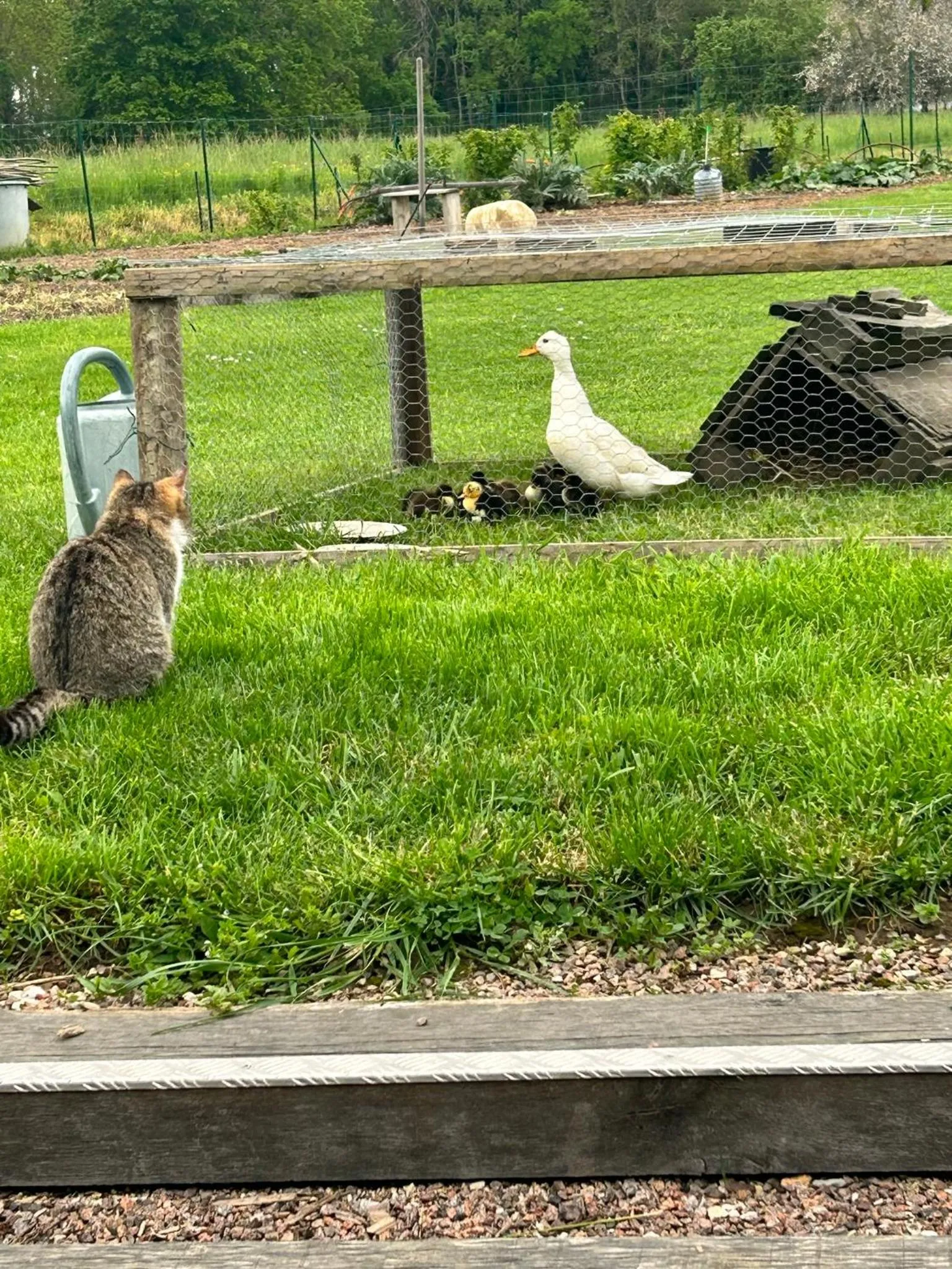 Animals in La Loubertine