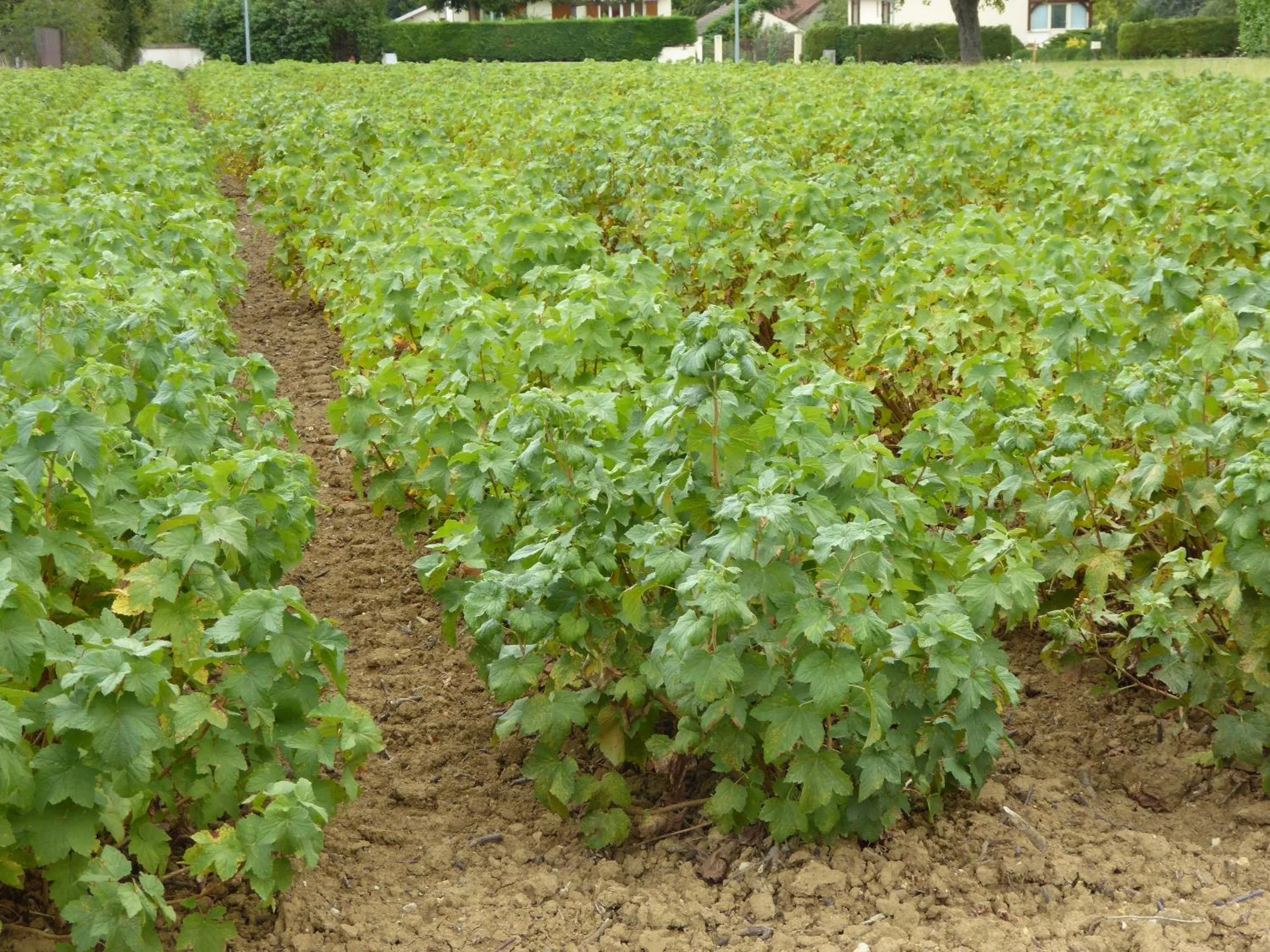 Natural landscape in La Loubertine