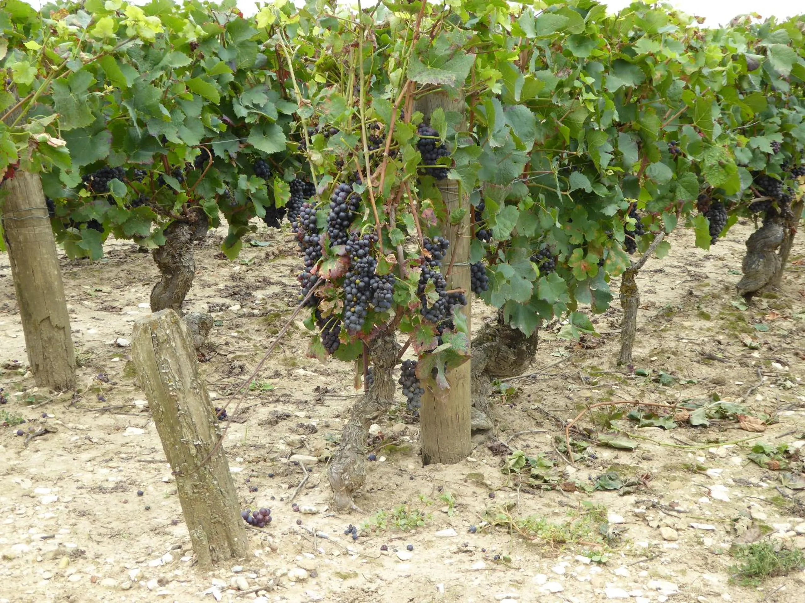 Natural landscape in La Loubertine