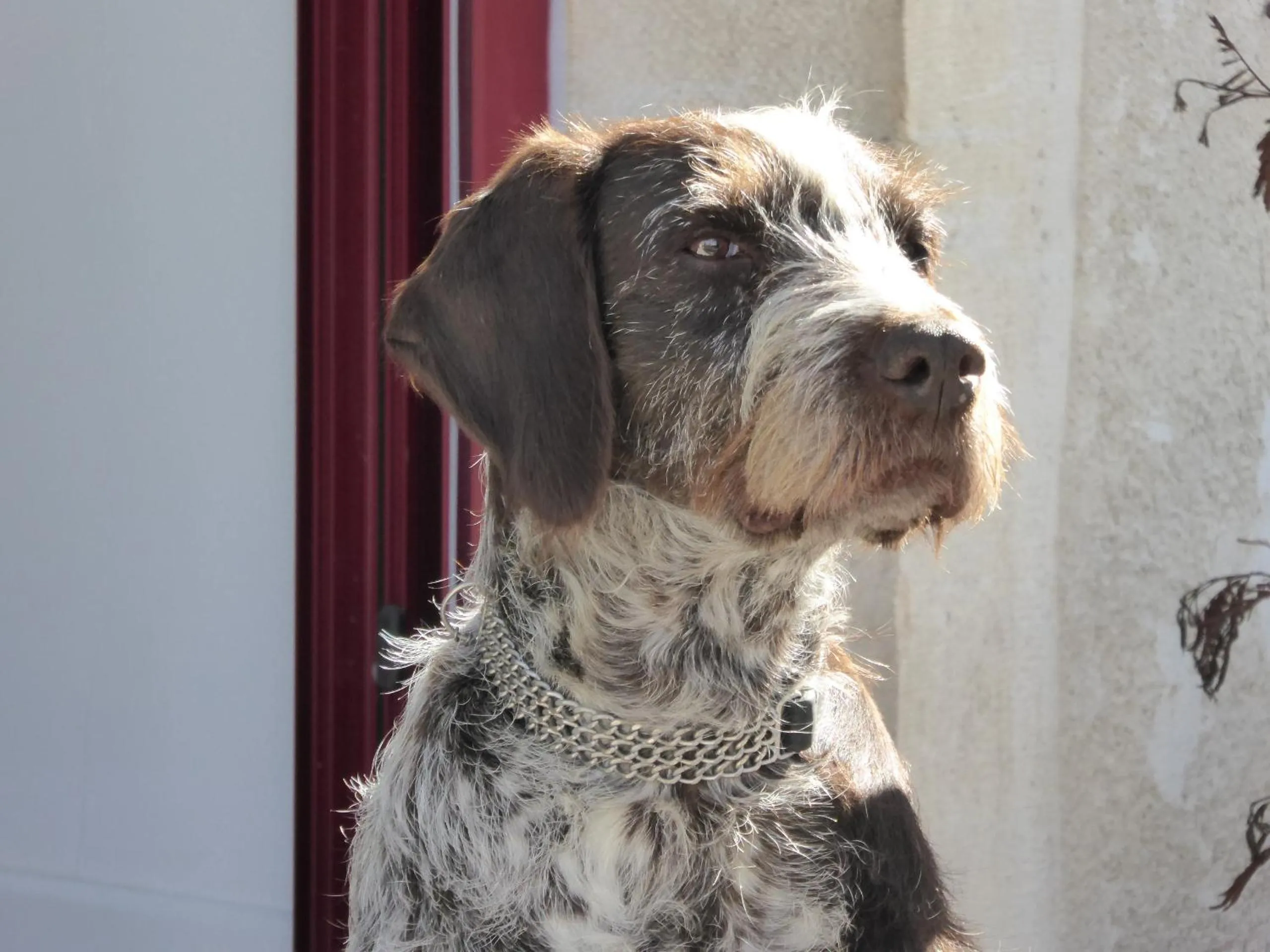 Pets in La Loubertine