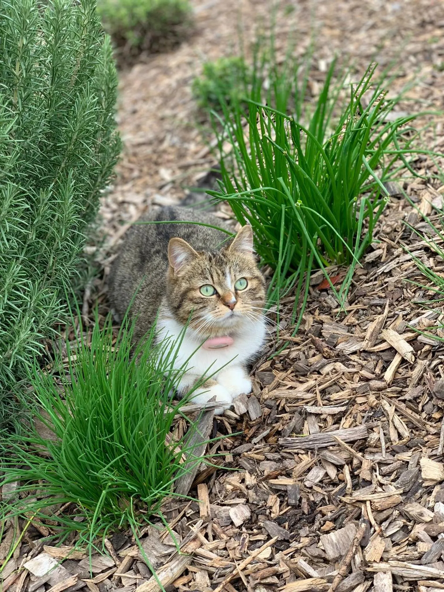 Pets in La Loubertine