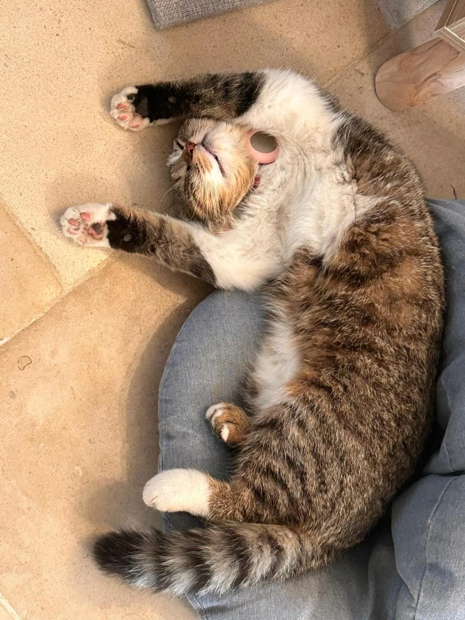 Pets in La Loubertine