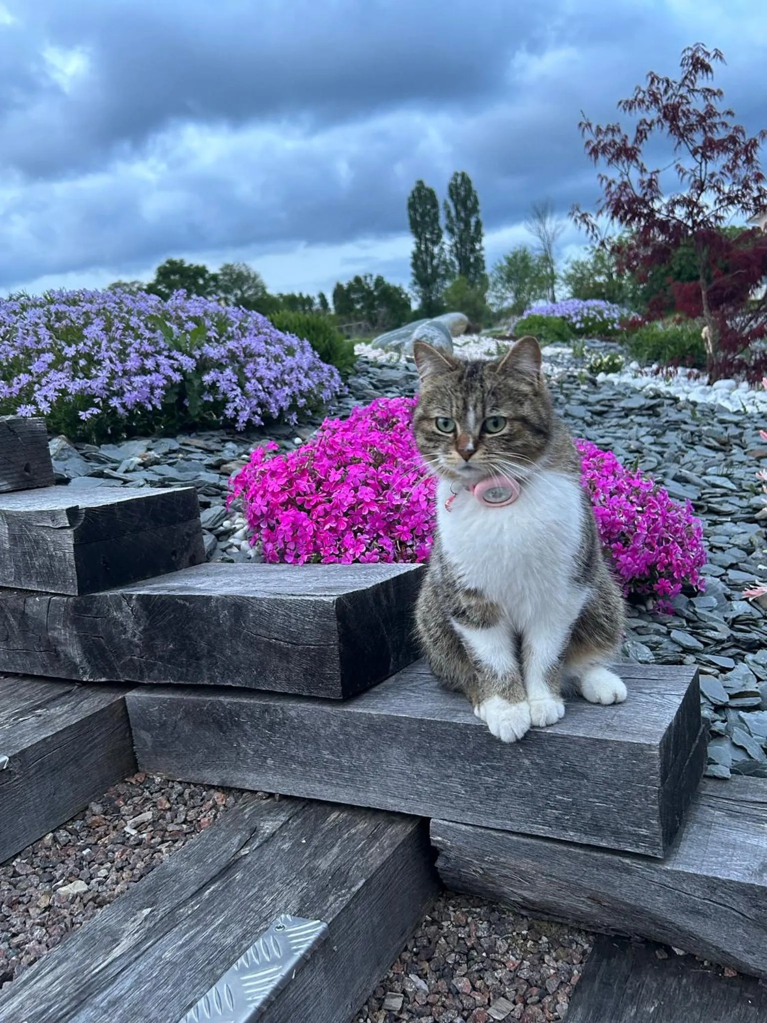 Pets in La Loubertine