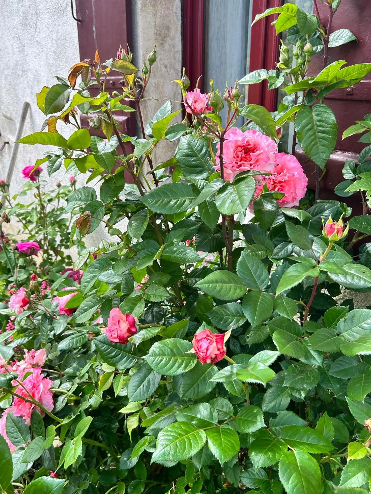 Spring in La Loubertine