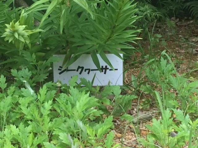 On site in Makiya Tokusukeya