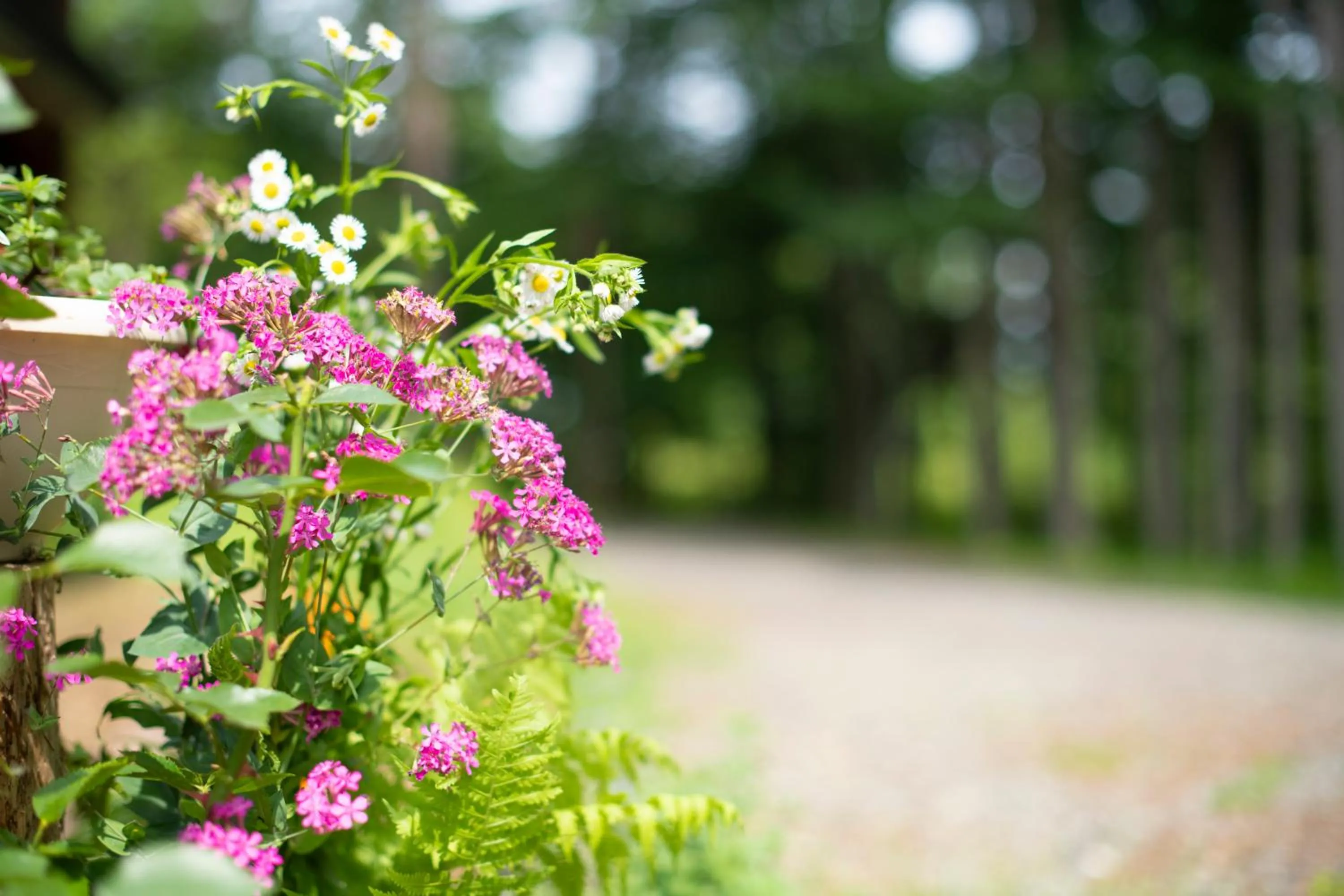 Summer in Yamanaka Lake Ryozan