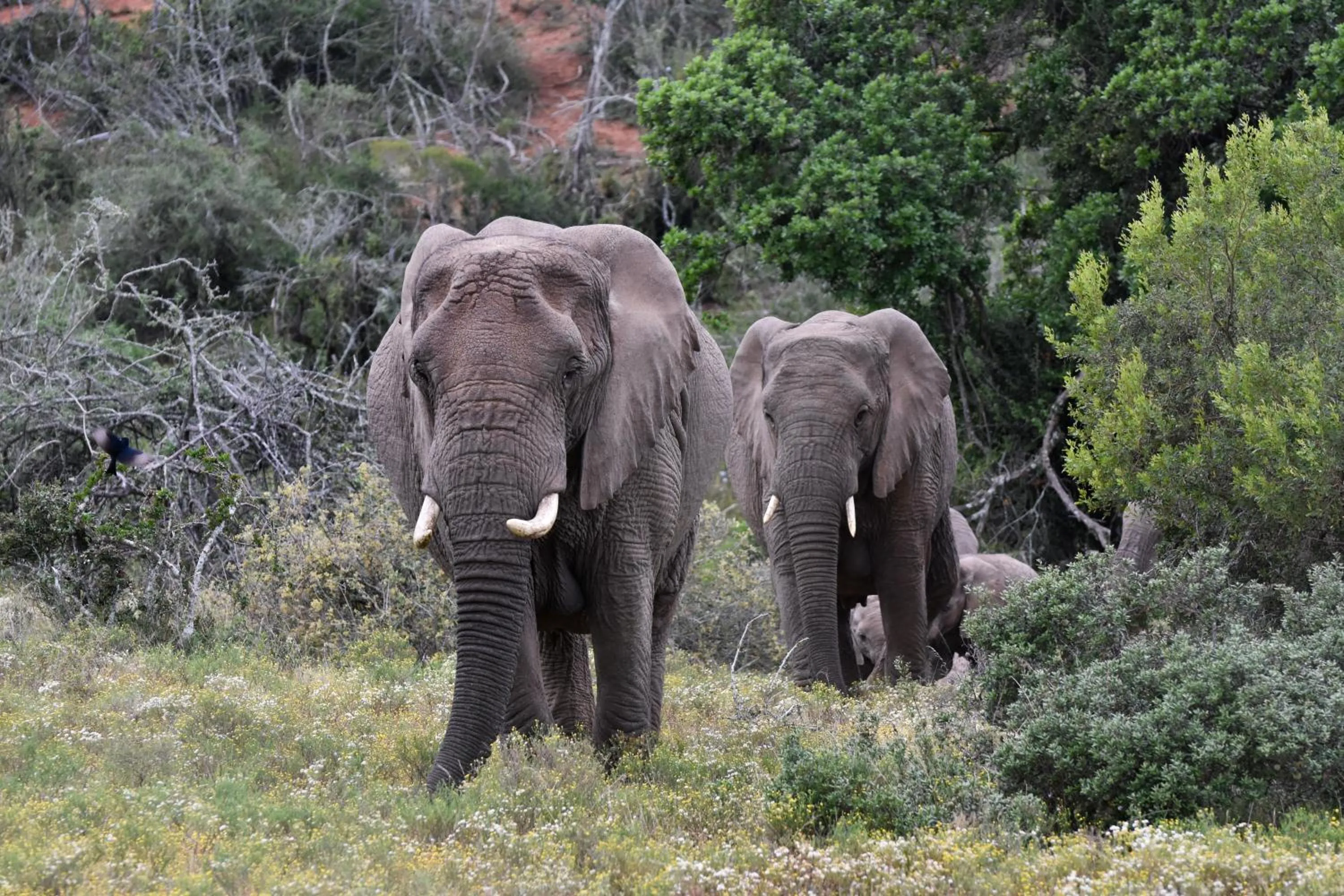 Day in Zuurberg Mountain Village