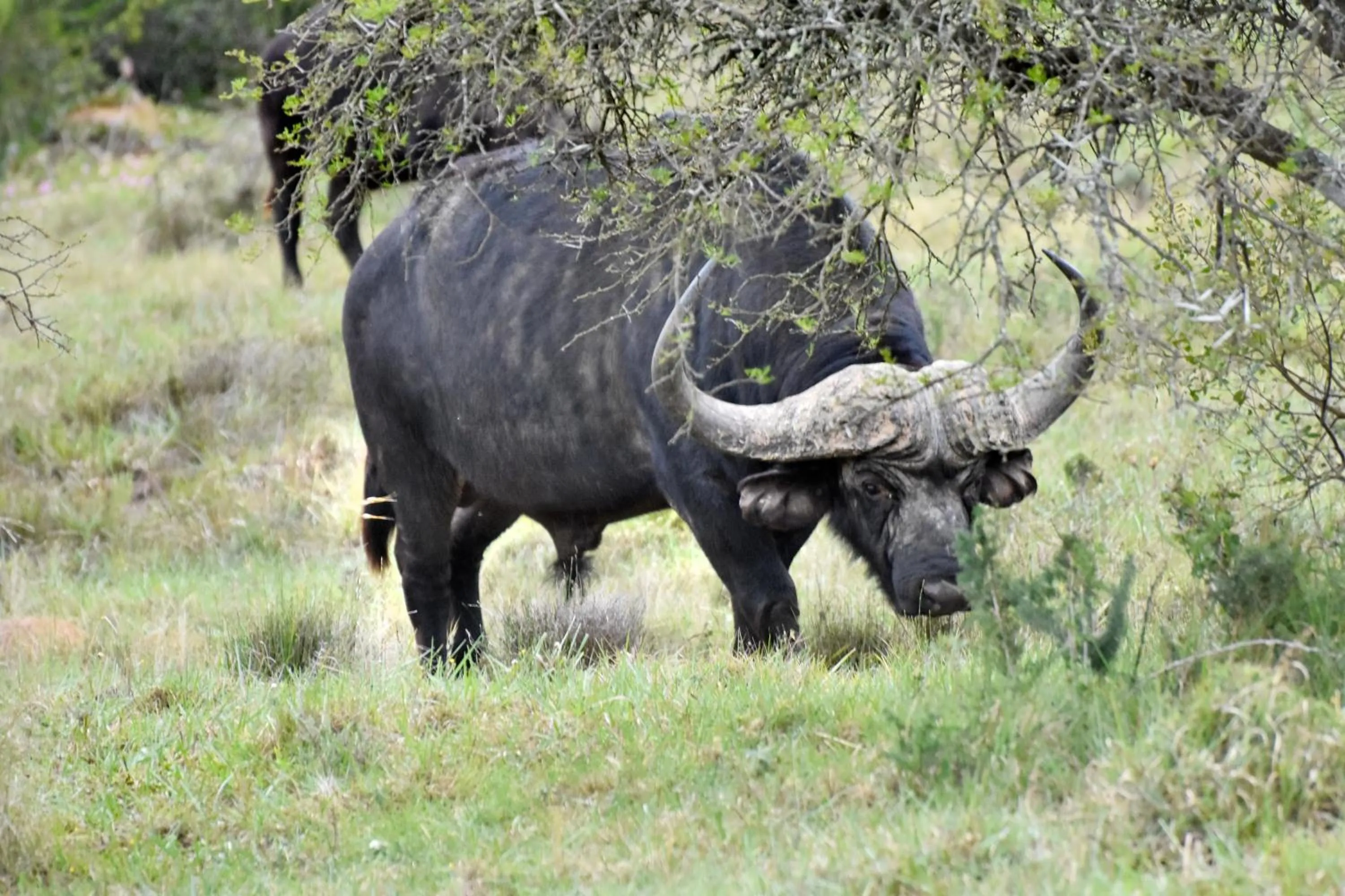 Day in Zuurberg Mountain Village