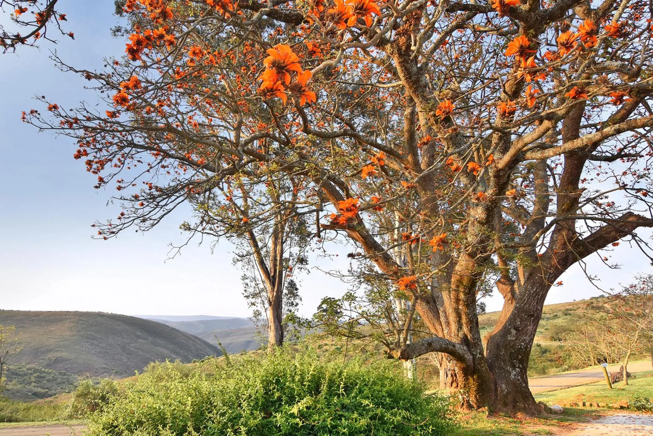 Spring in Zuurberg Mountain Village