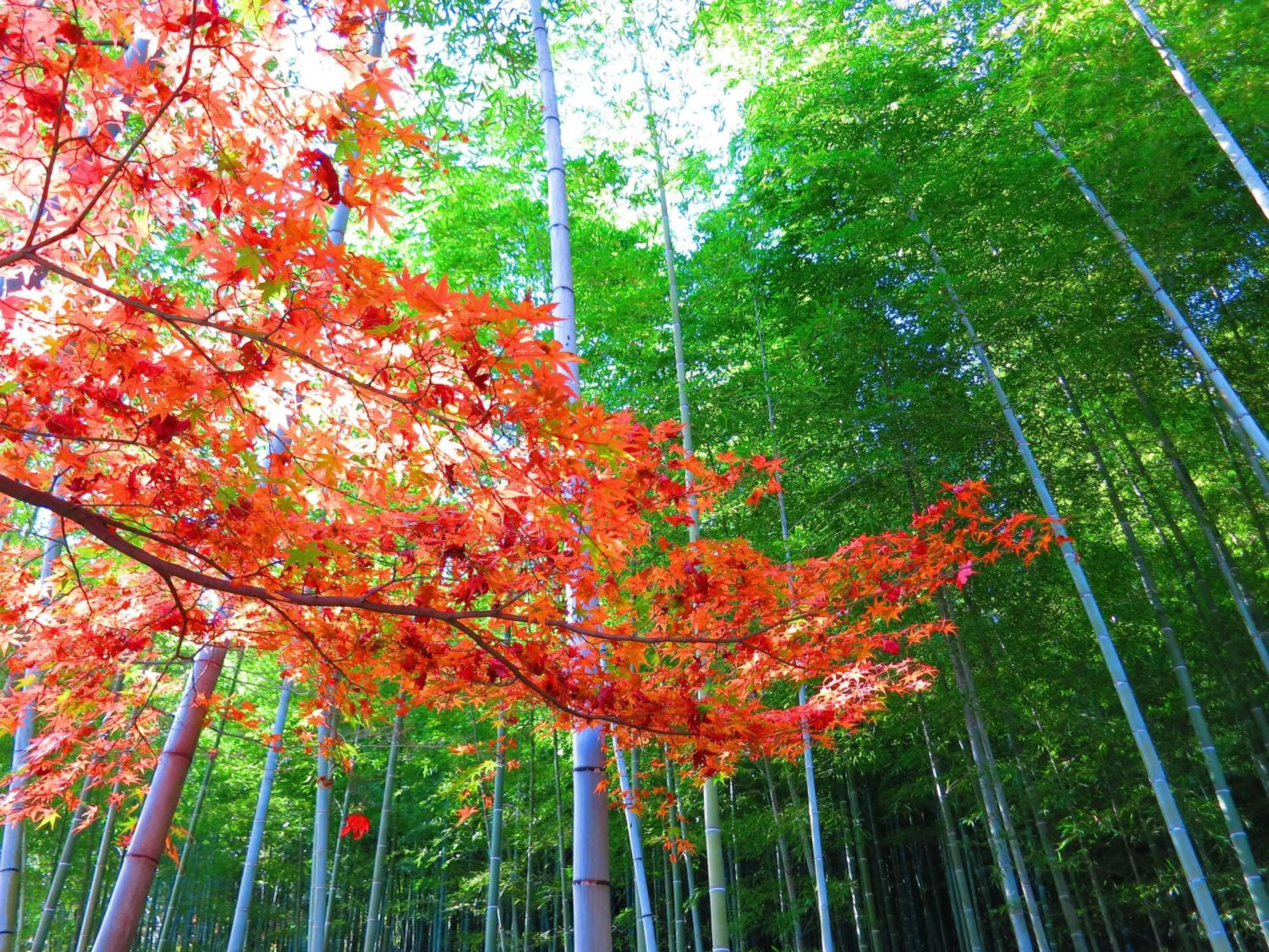 Nearby landmark in KOKO HOTEL Kyoto Shijo Karasuma - formerly Hotel Wing International Kyoto - Shijo Karasuma