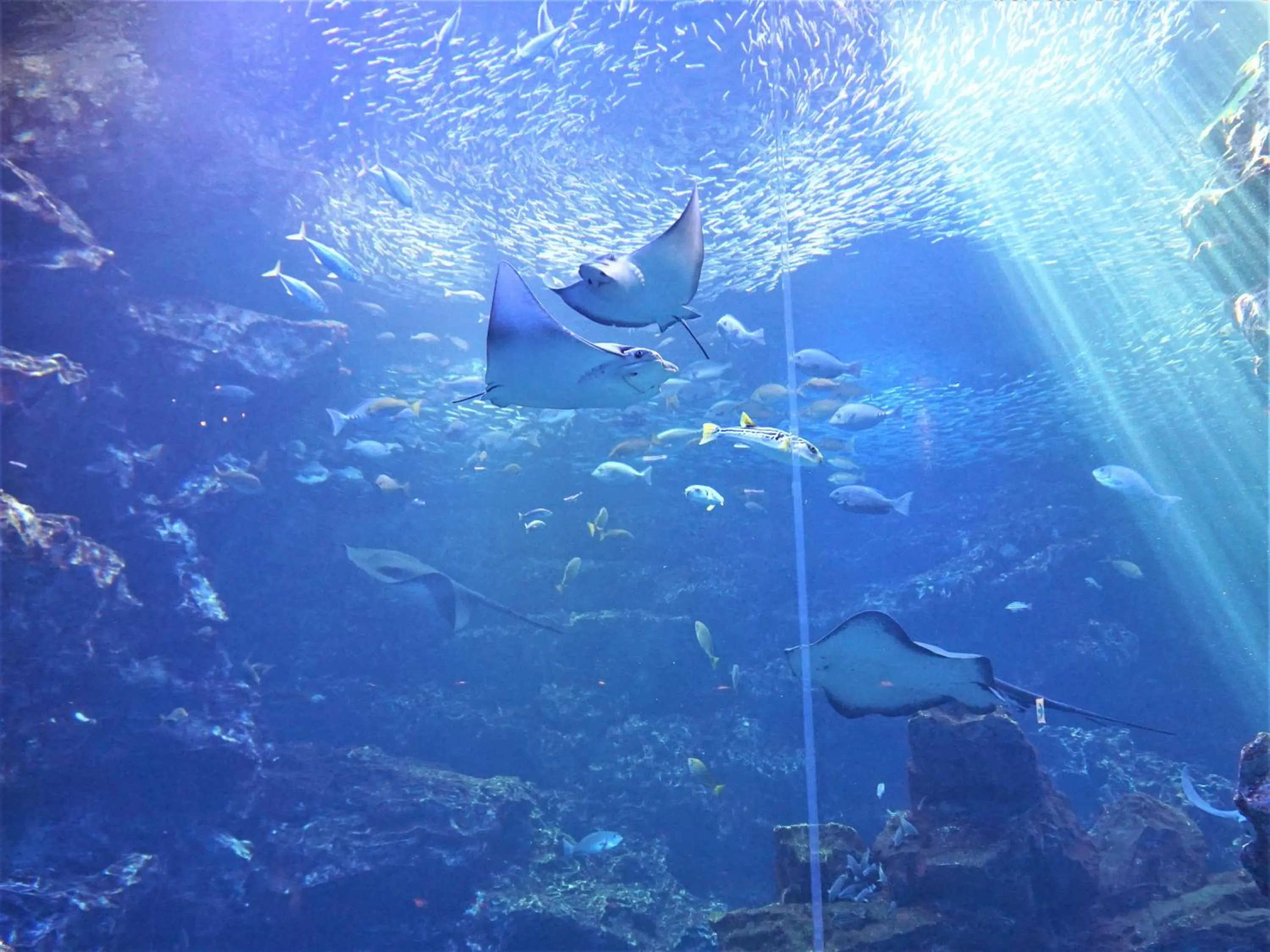 Nearby landmark in KOKO HOTEL Kyoto Shijo Karasuma - formerly Hotel Wing International Kyoto - Shijo Karasuma