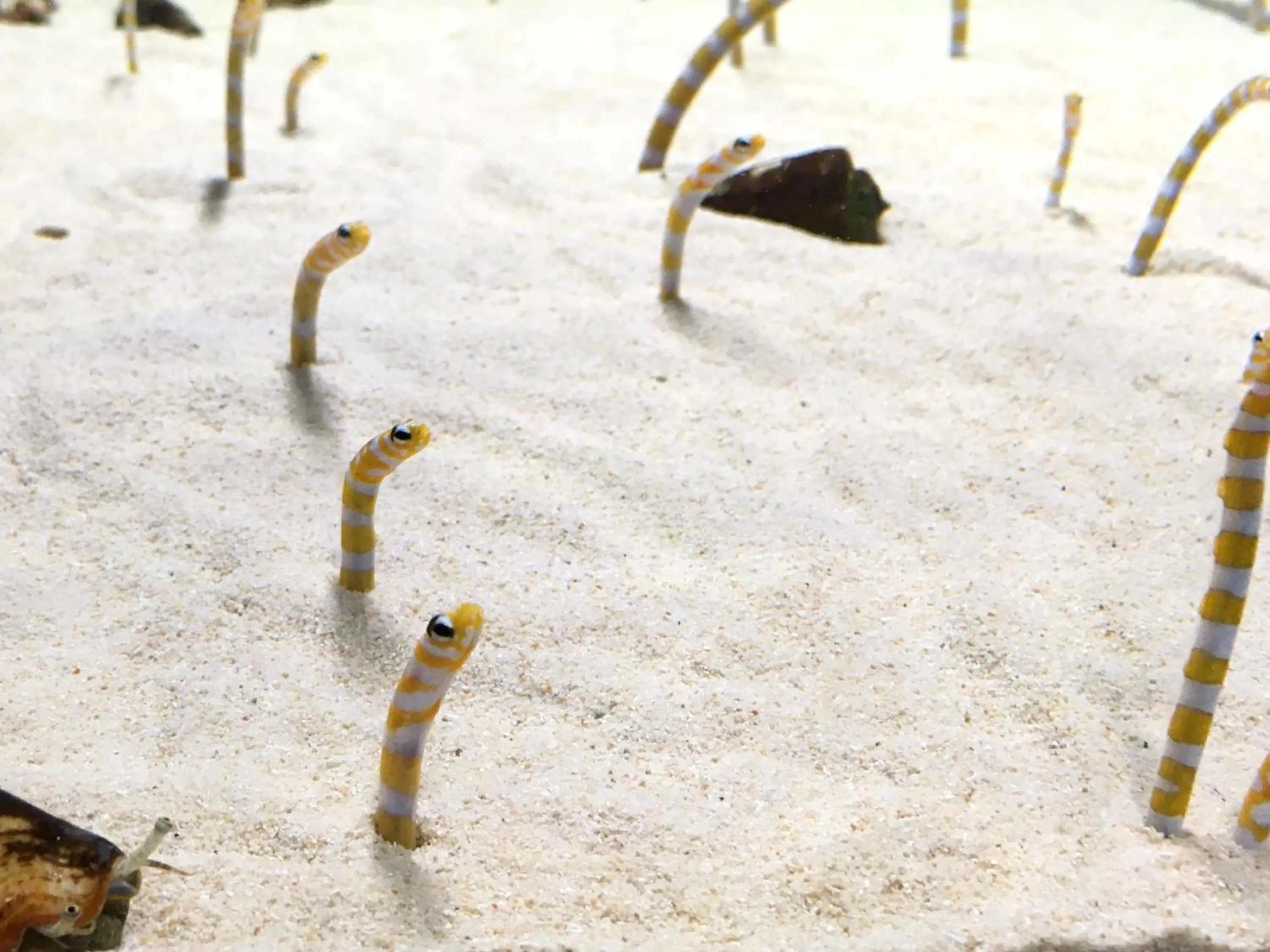 Nearby landmark in KOKO HOTEL Kyoto Shijo Karasuma - formerly Hotel Wing International Kyoto - Shijo Karasuma