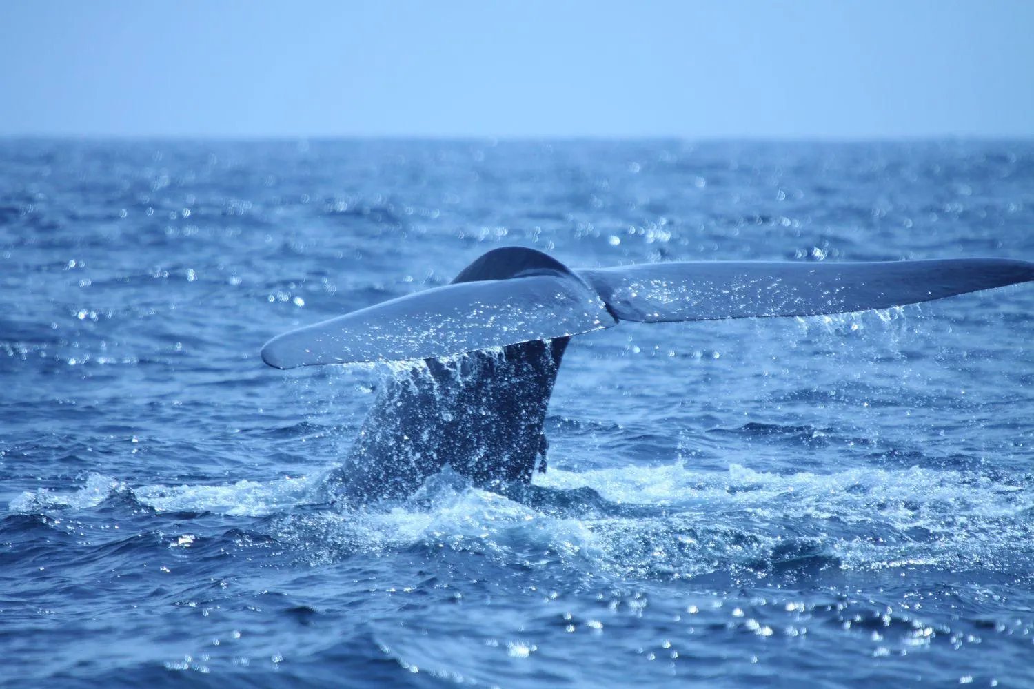 Sea view in Heritance Ahungalla