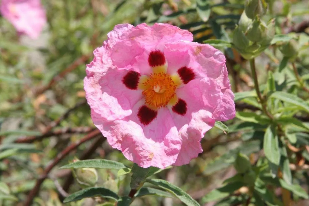 Natural landscape in Château De Siran - Hôtel & Spa