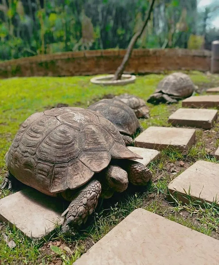 Garden in Goodnight Guest Lodge