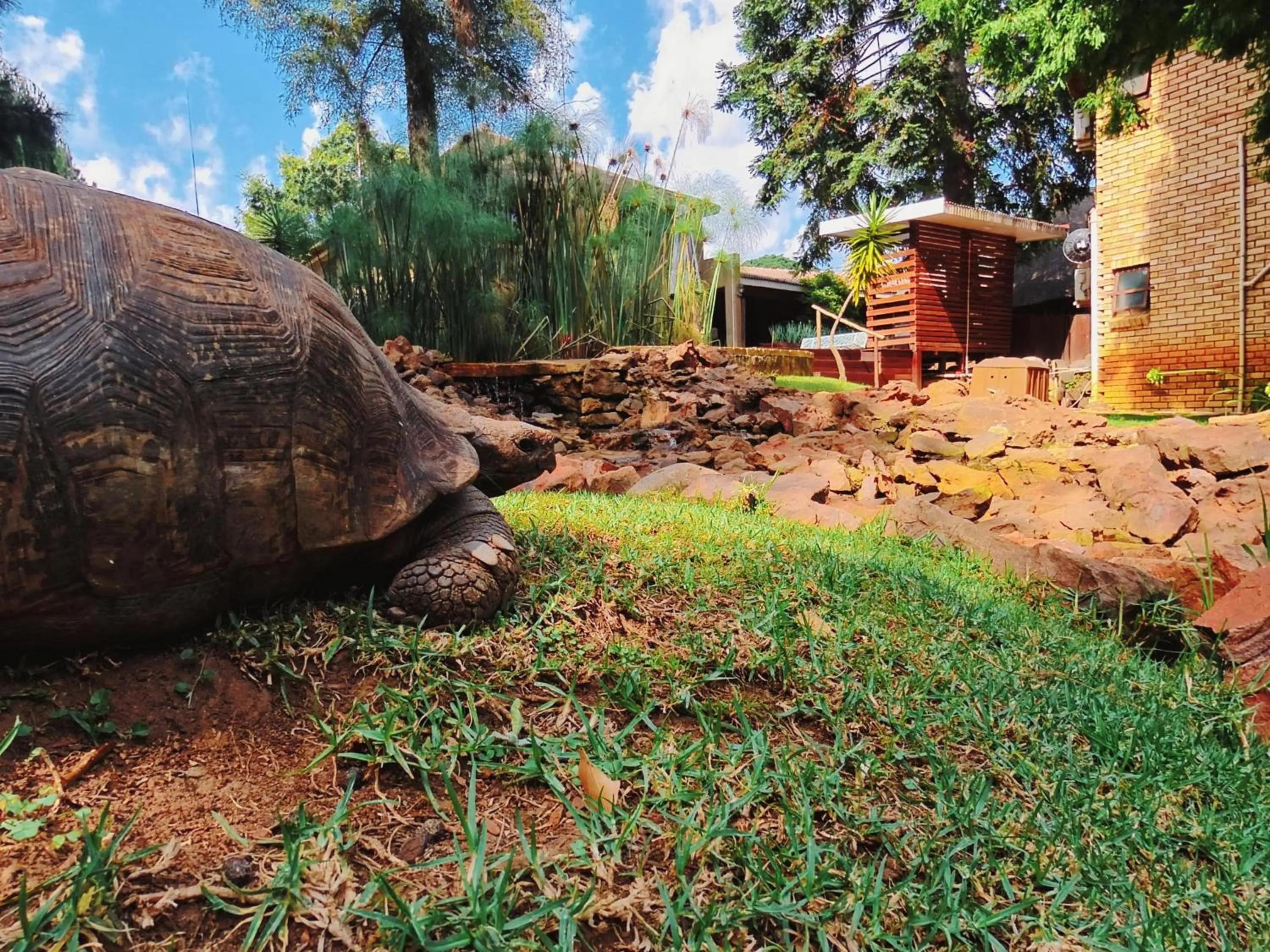 Garden in Goodnight Guest Lodge
