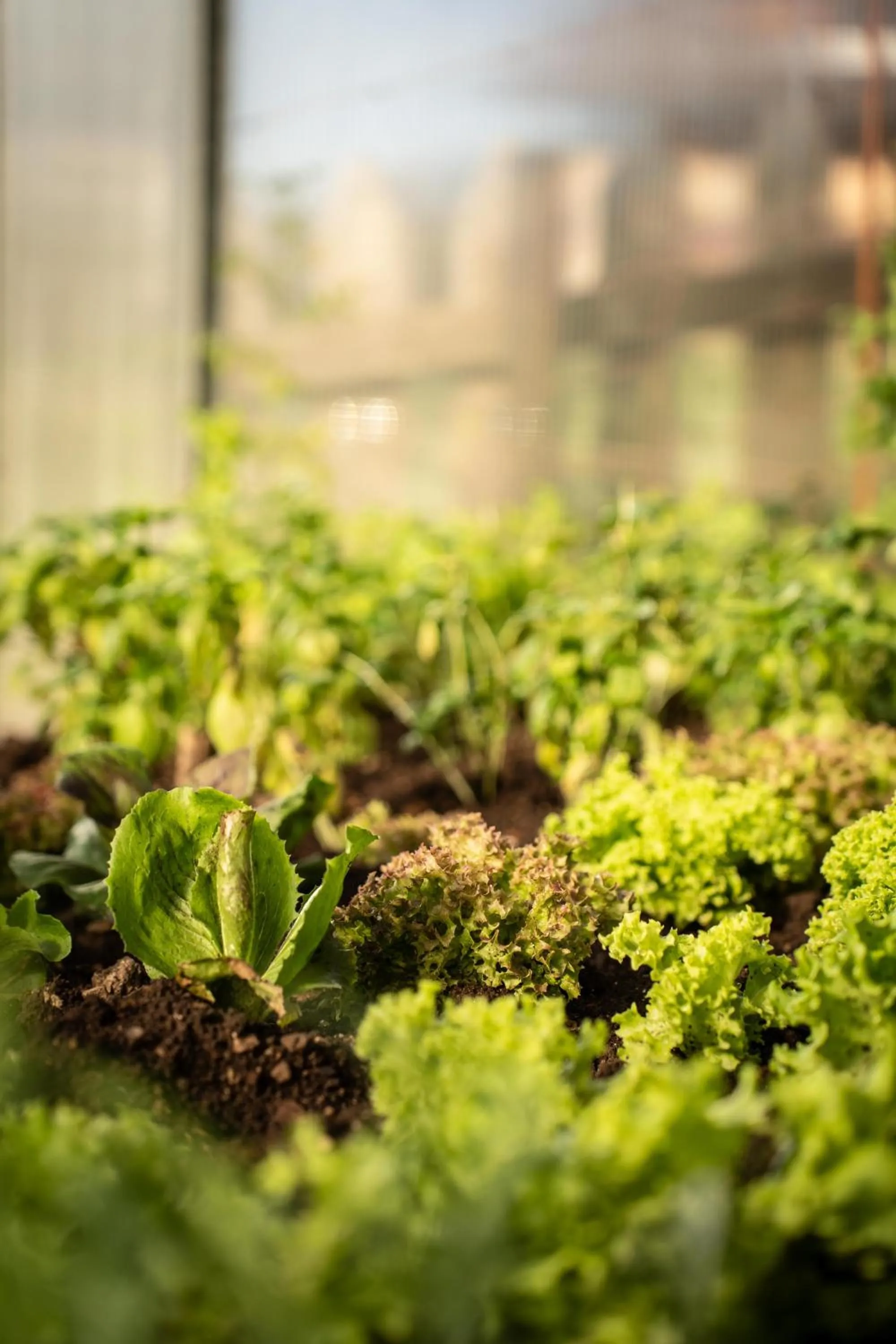 Garden in Al Piccolo Hotel