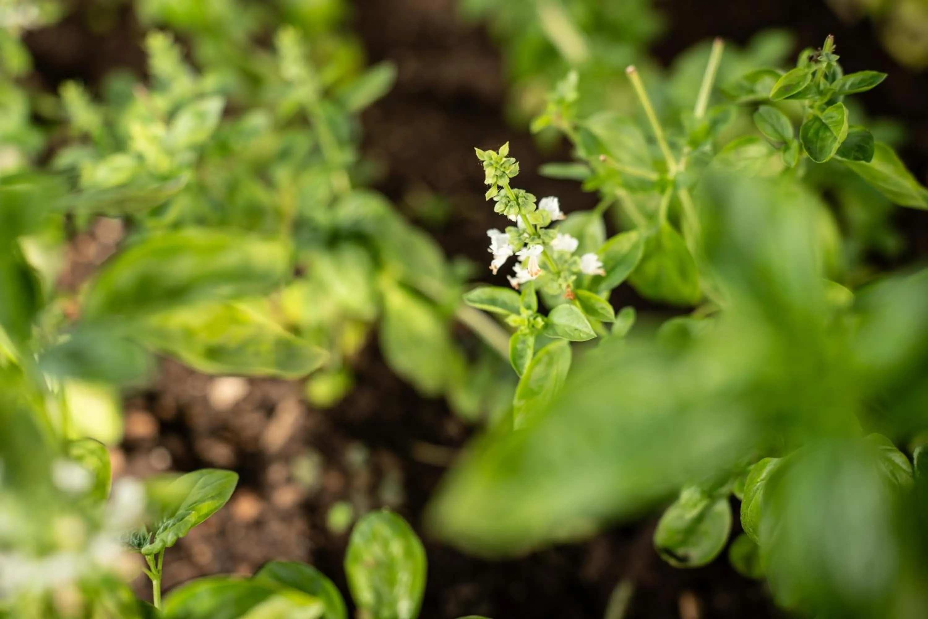 Garden in Al Piccolo Hotel