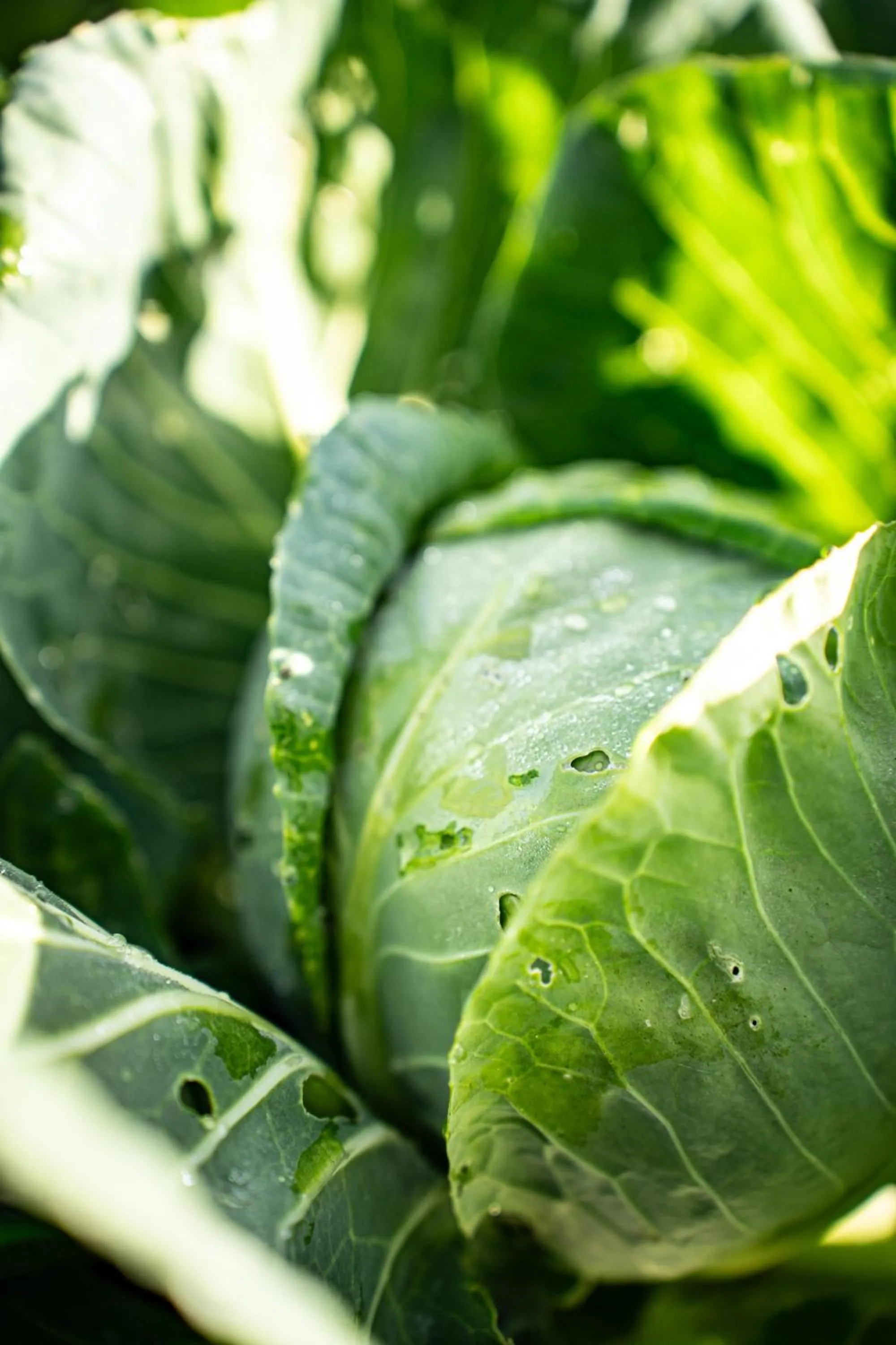 Garden in Al Piccolo Hotel