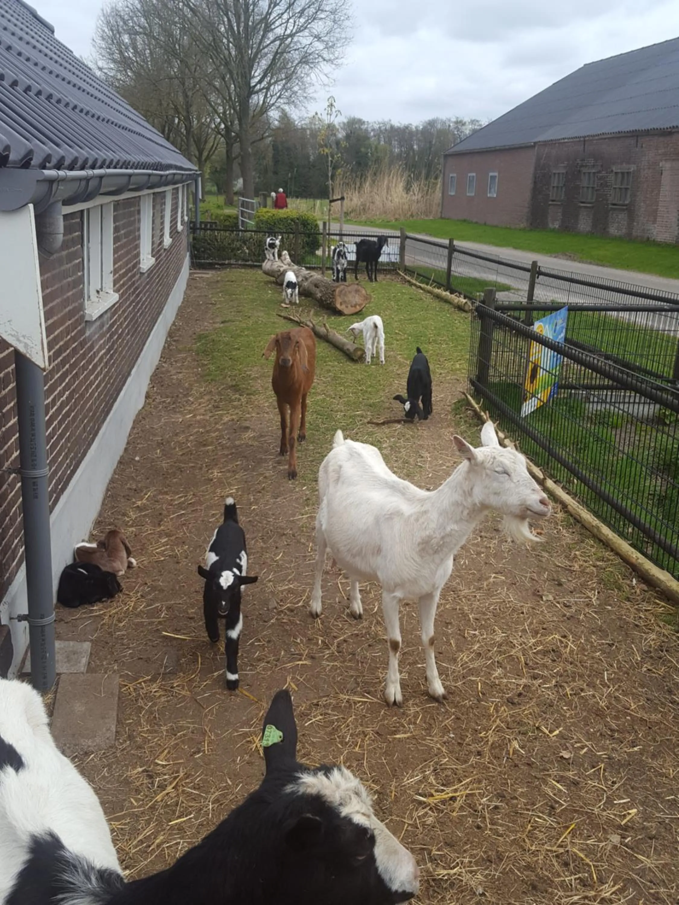 Pets in De Priesnitzhoeve