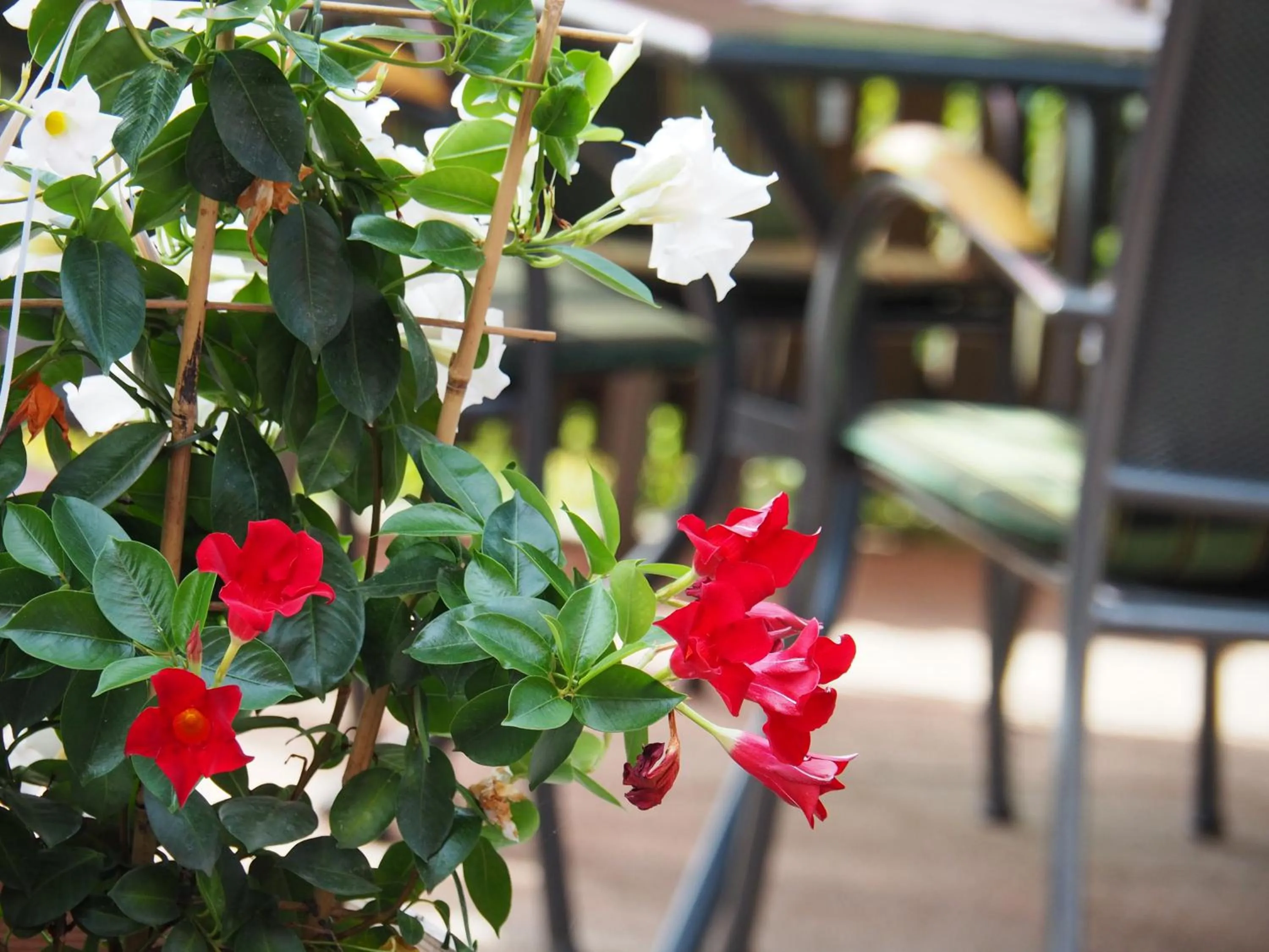 Garden in Breitenfelderhof zur Riegersburg