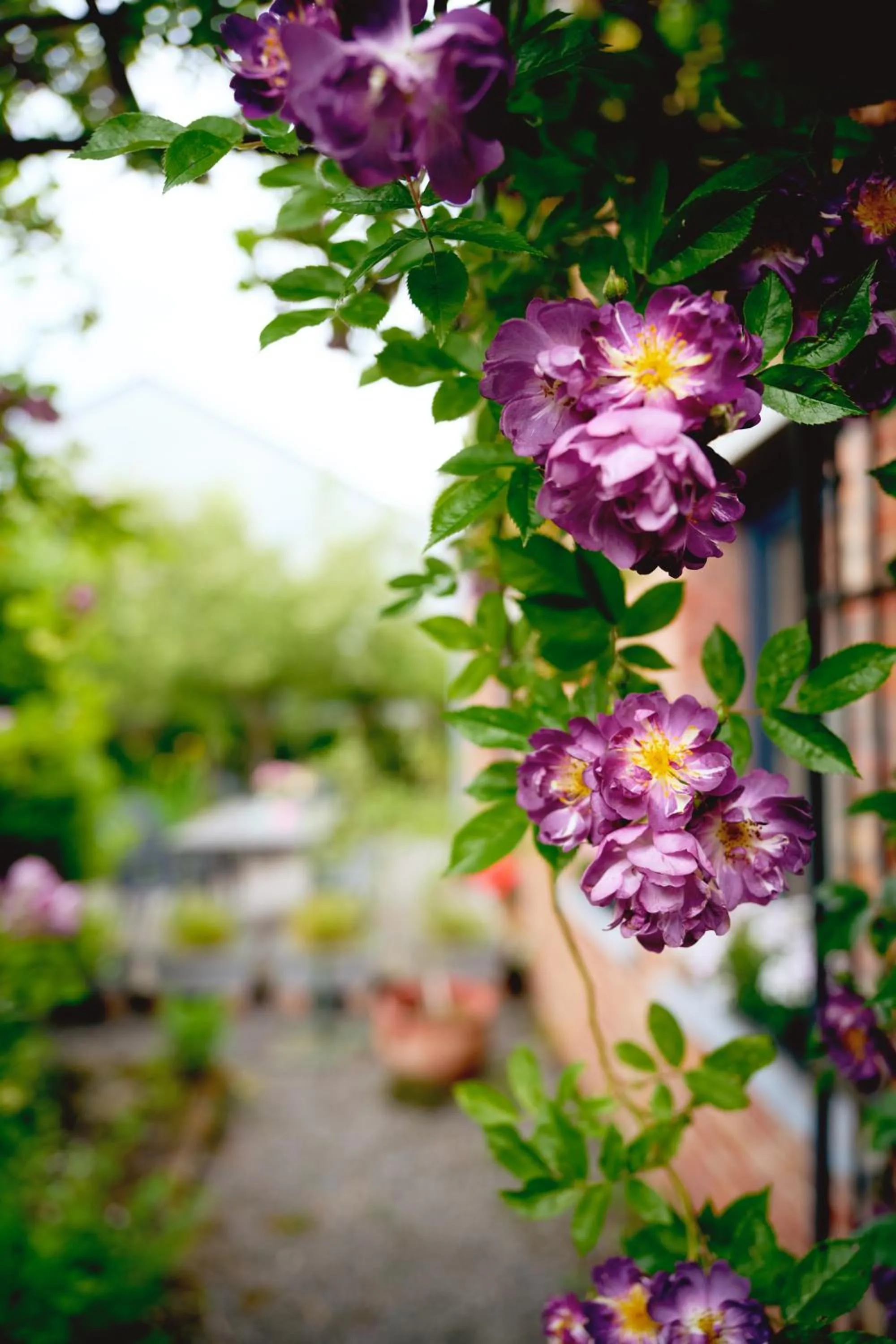 Garden in B&B Destiny