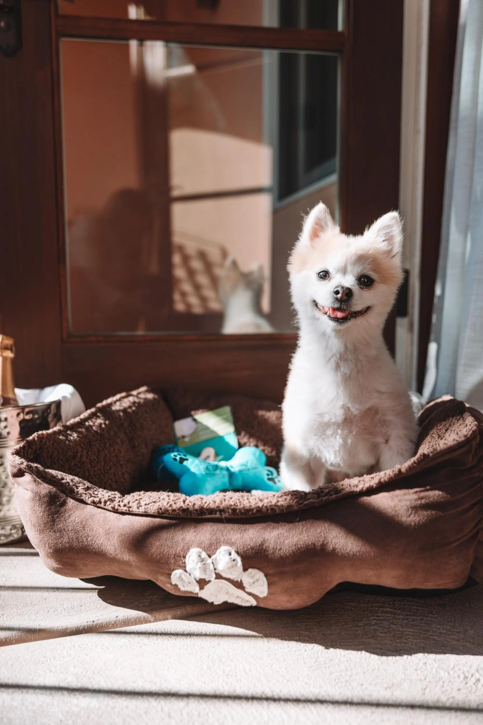 Pets in Fairmont Sonoma Mission Inn & Spa