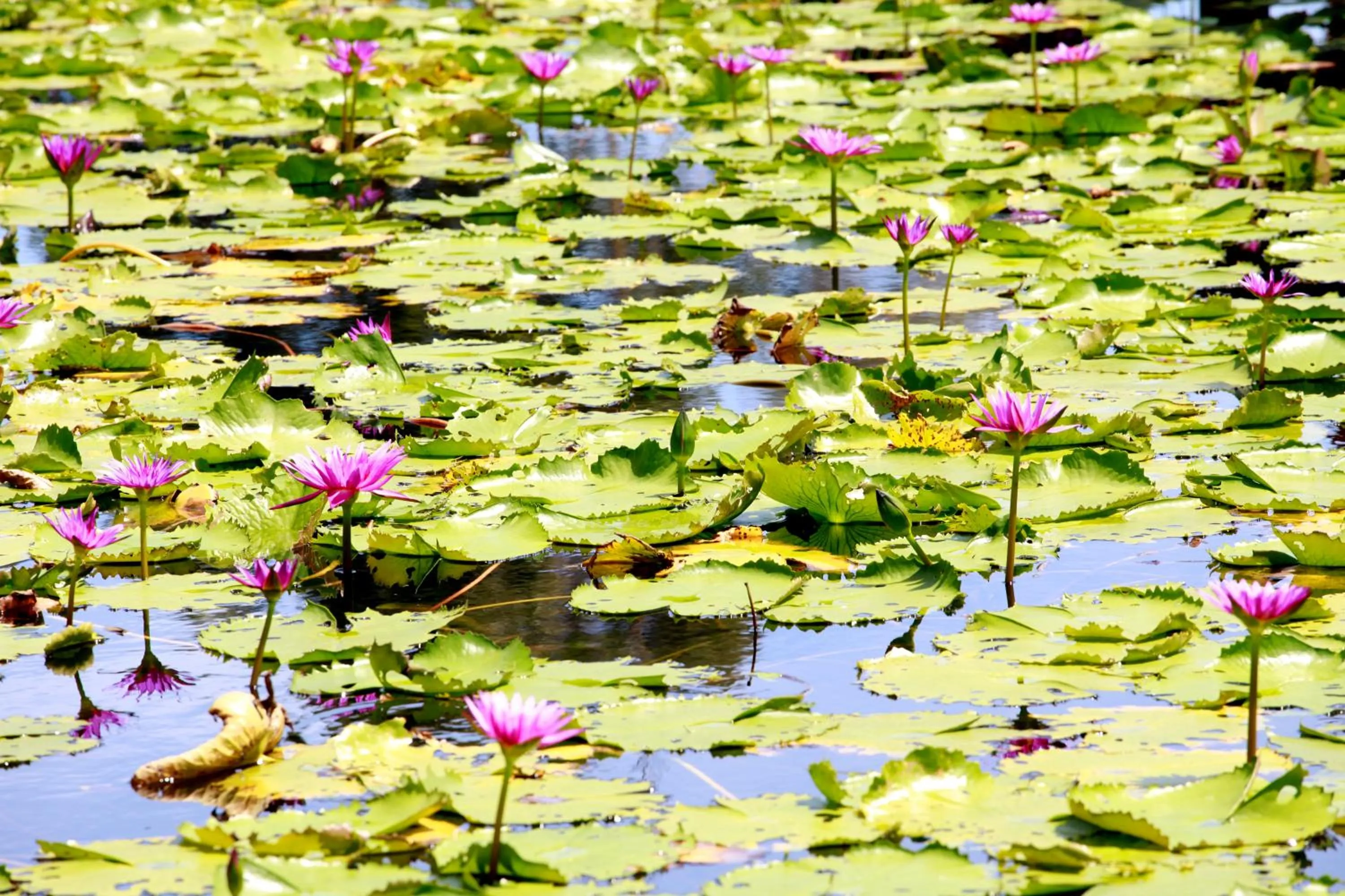 Saree Lagoon Villa Koh Samui