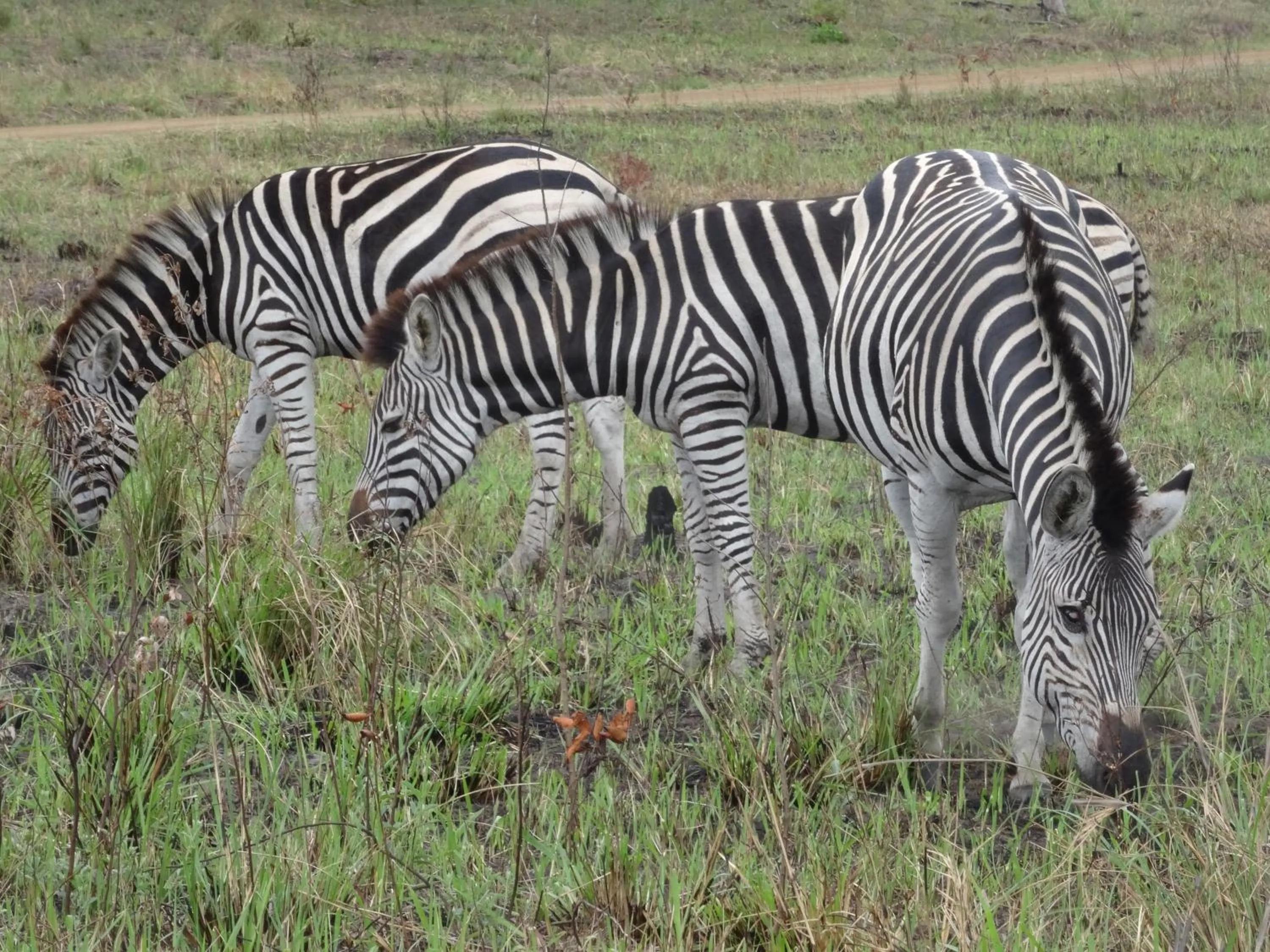 Animals in Lodge Afrique